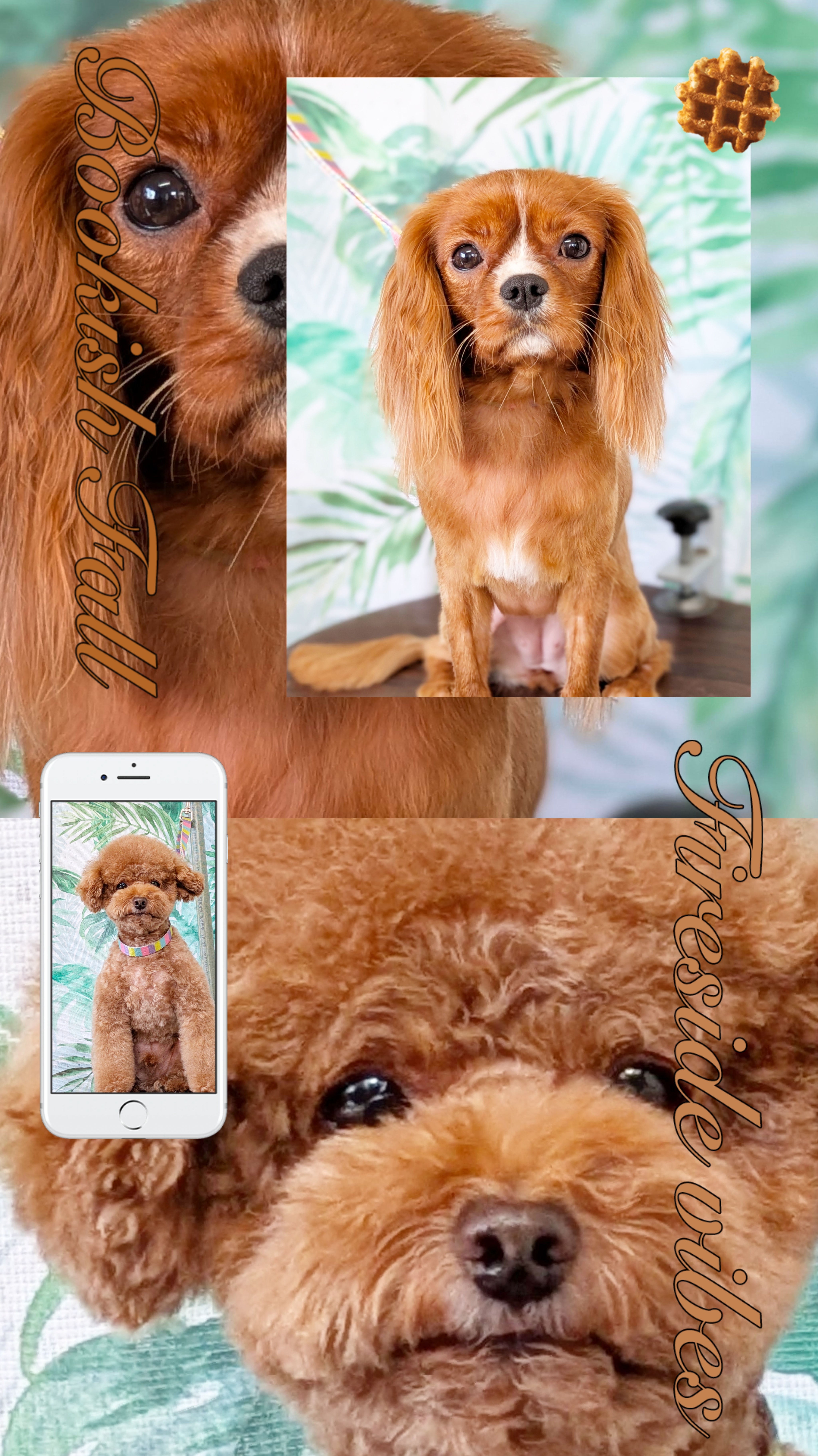 埼玉県吉川市のトリミングサロン ドッグサロン＆ホテル　CLIPの93枚目