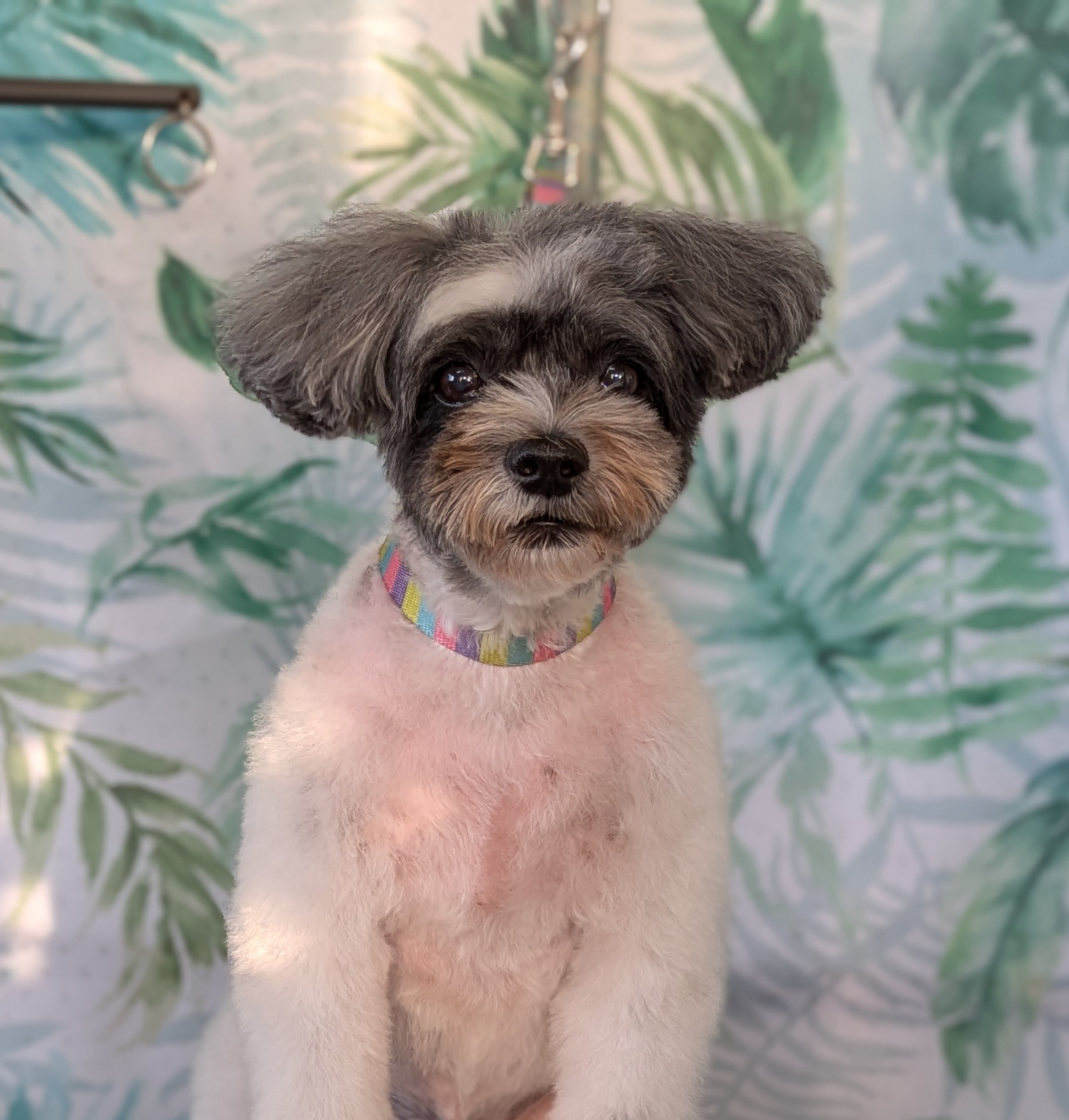 埼玉県吉川市のトリミングサロン ドッグサロン＆ホテル　CLIPの86枚目