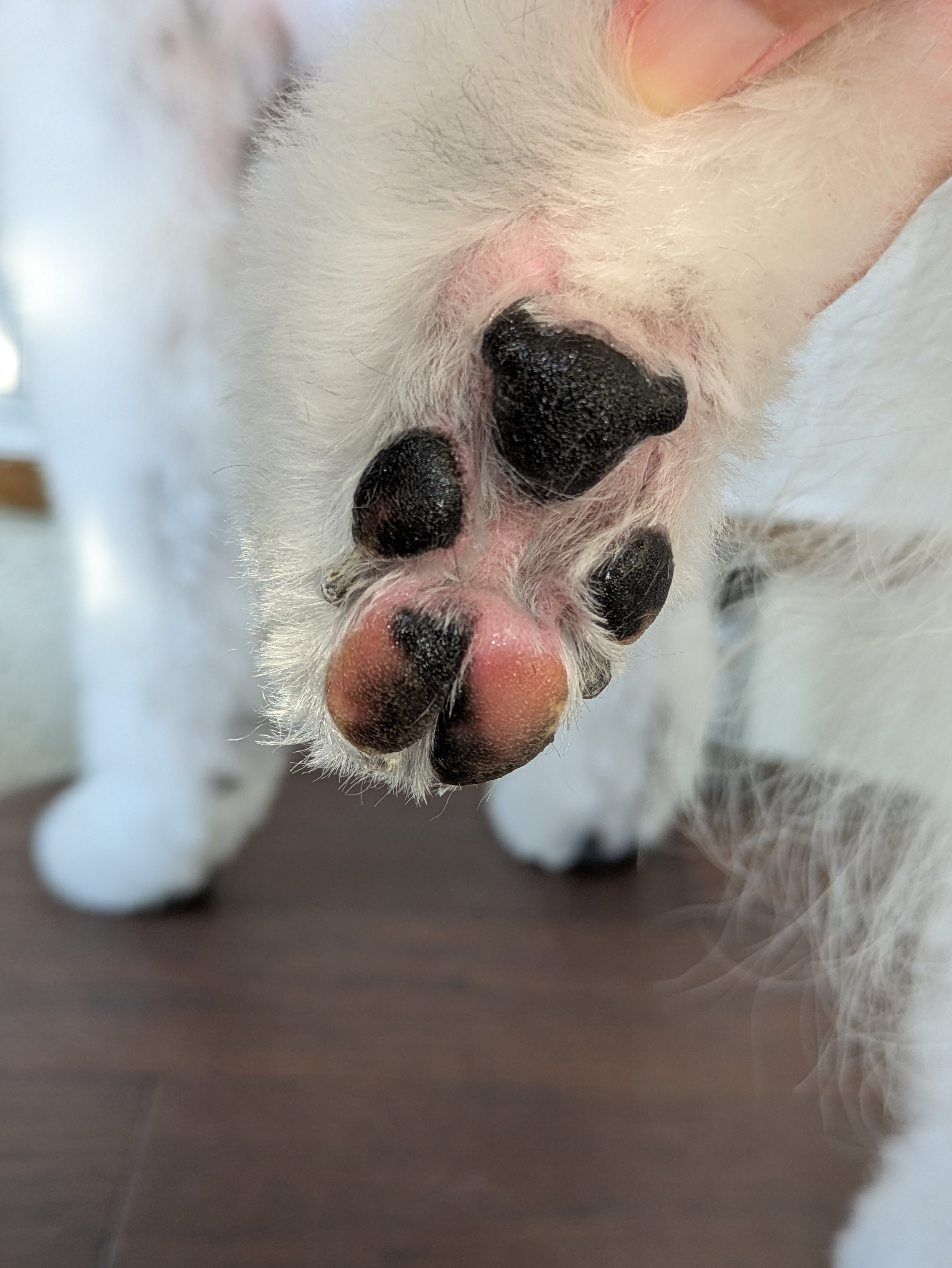 埼玉県吉川市のトリミングサロン ドッグサロン＆ホテル　CLIPの87枚目