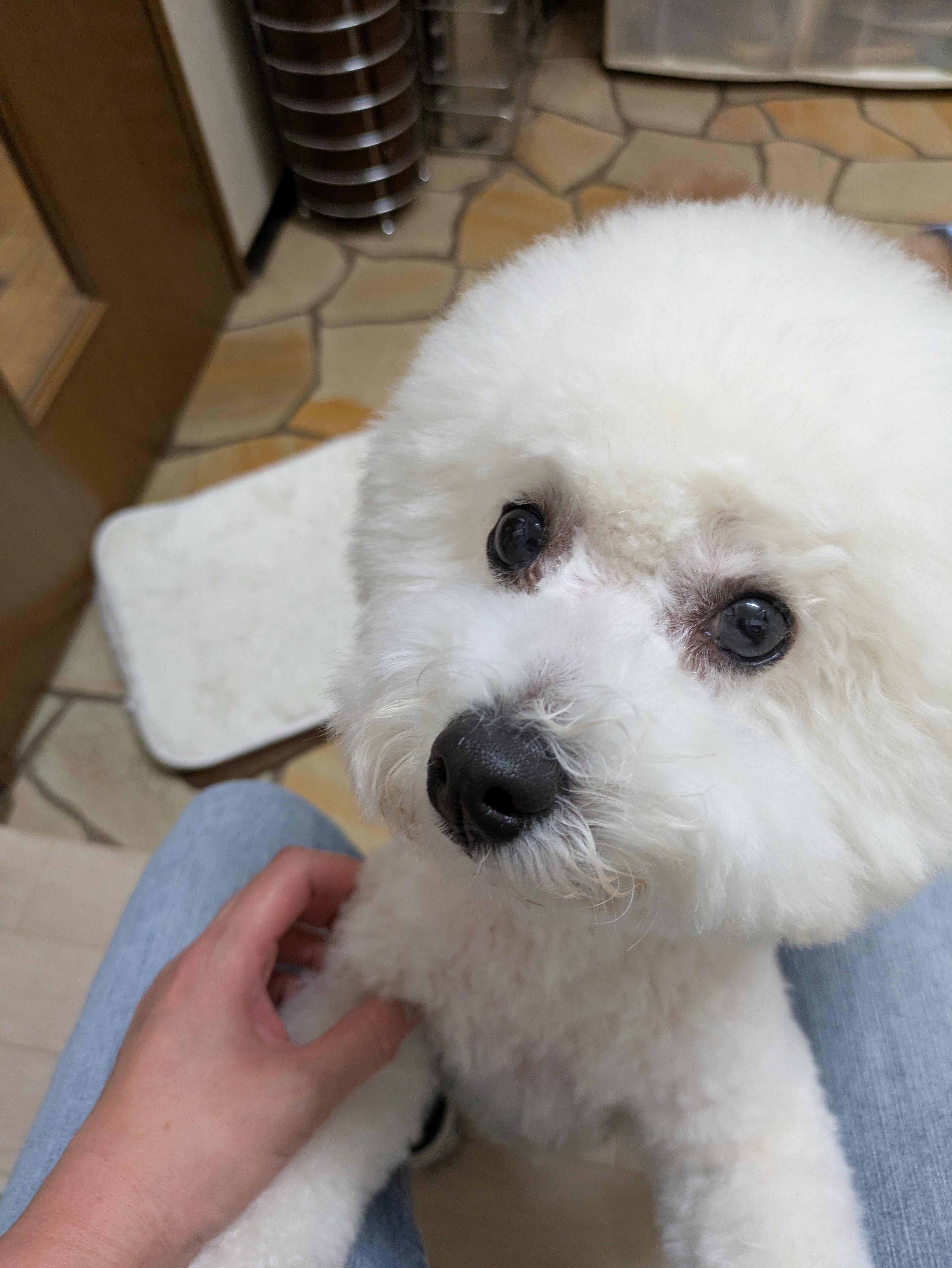 埼玉県吉川市のトリミングサロン ドッグサロン&ホテル CLIPの39枚目