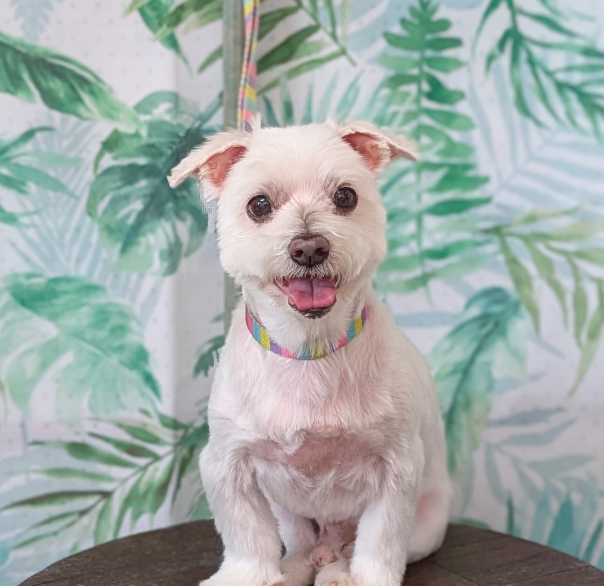 埼玉県吉川市のトリミングサロン ドッグサロン＆ホテル　CLIPの78枚目