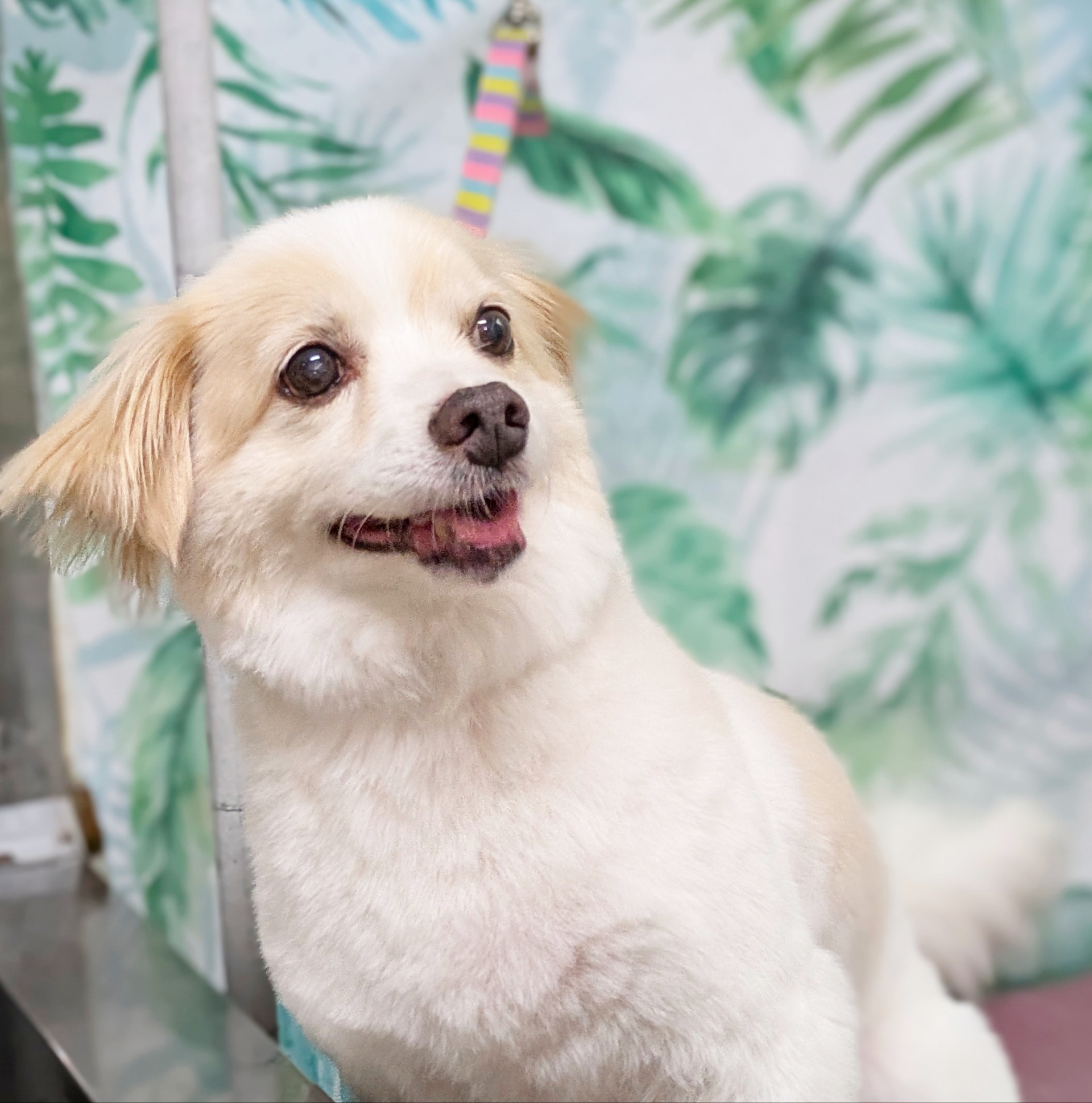 埼玉県吉川市のトリミングサロン ドッグサロン＆ホテル　CLIPの94枚目