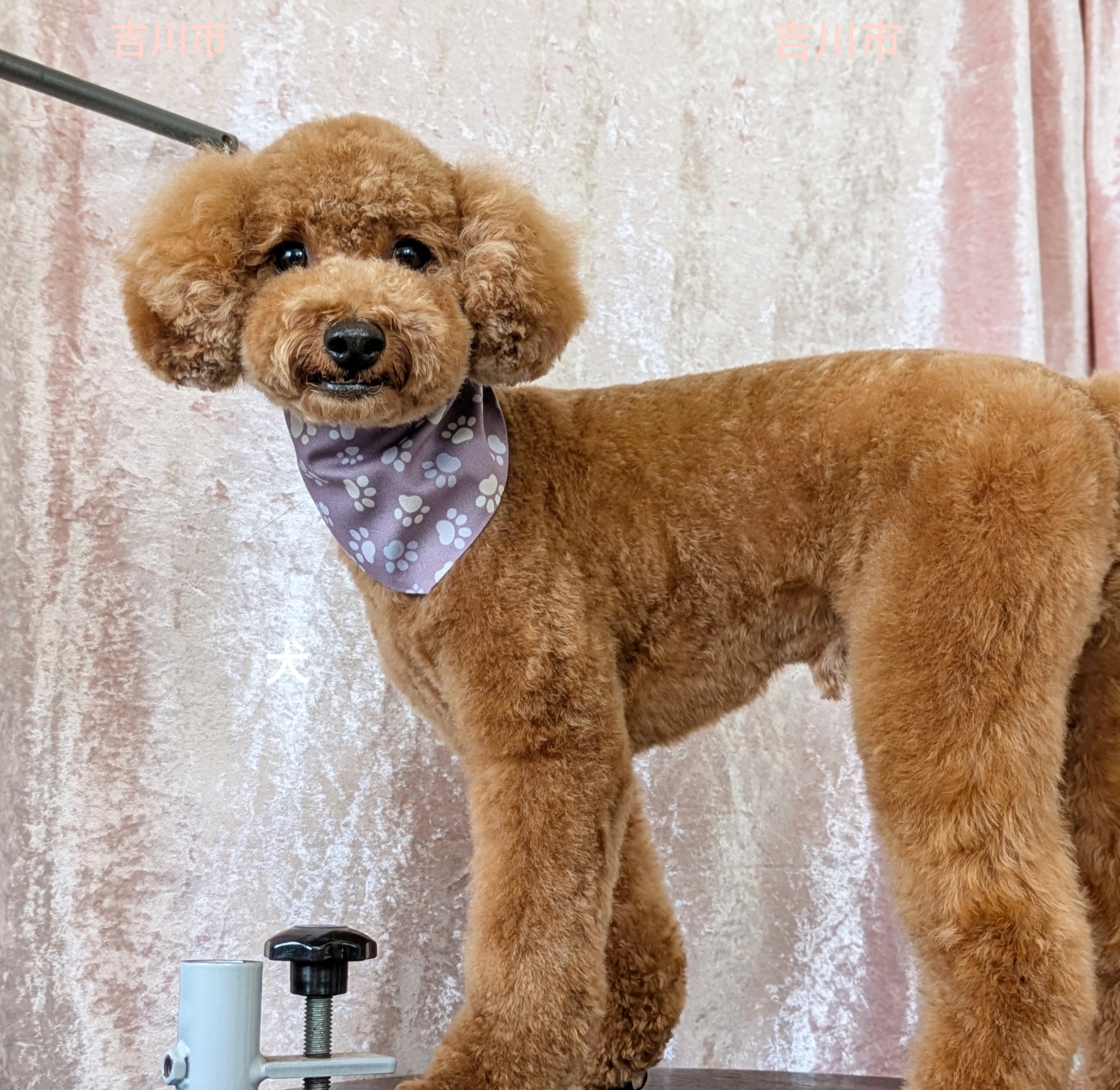 埼玉県吉川市のトリミングサロン ドッグサロン＆ホテル　CLIPの98枚目