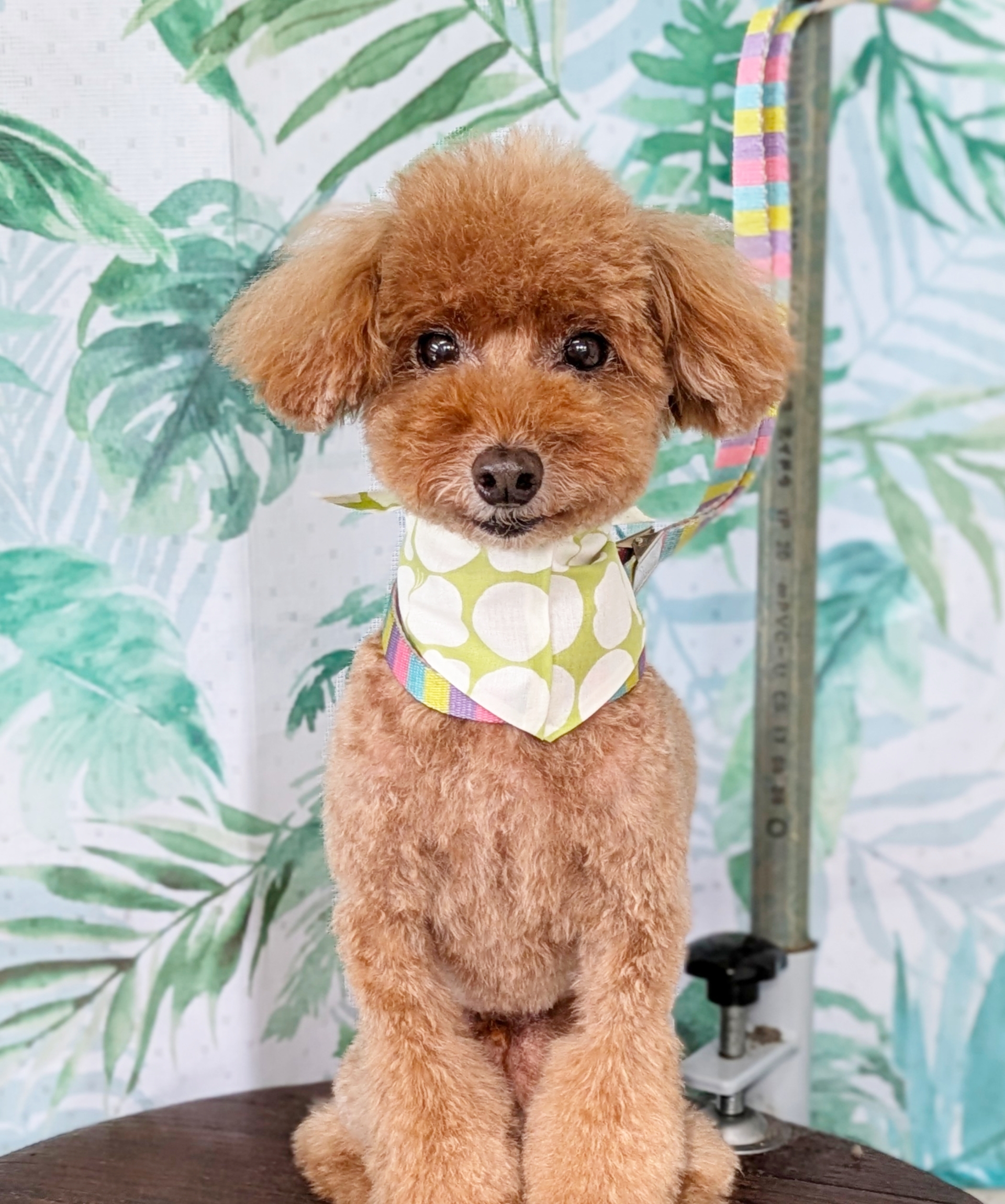 埼玉県吉川市のトリミングサロン ドッグサロン＆ホテル　CLIPの83枚目