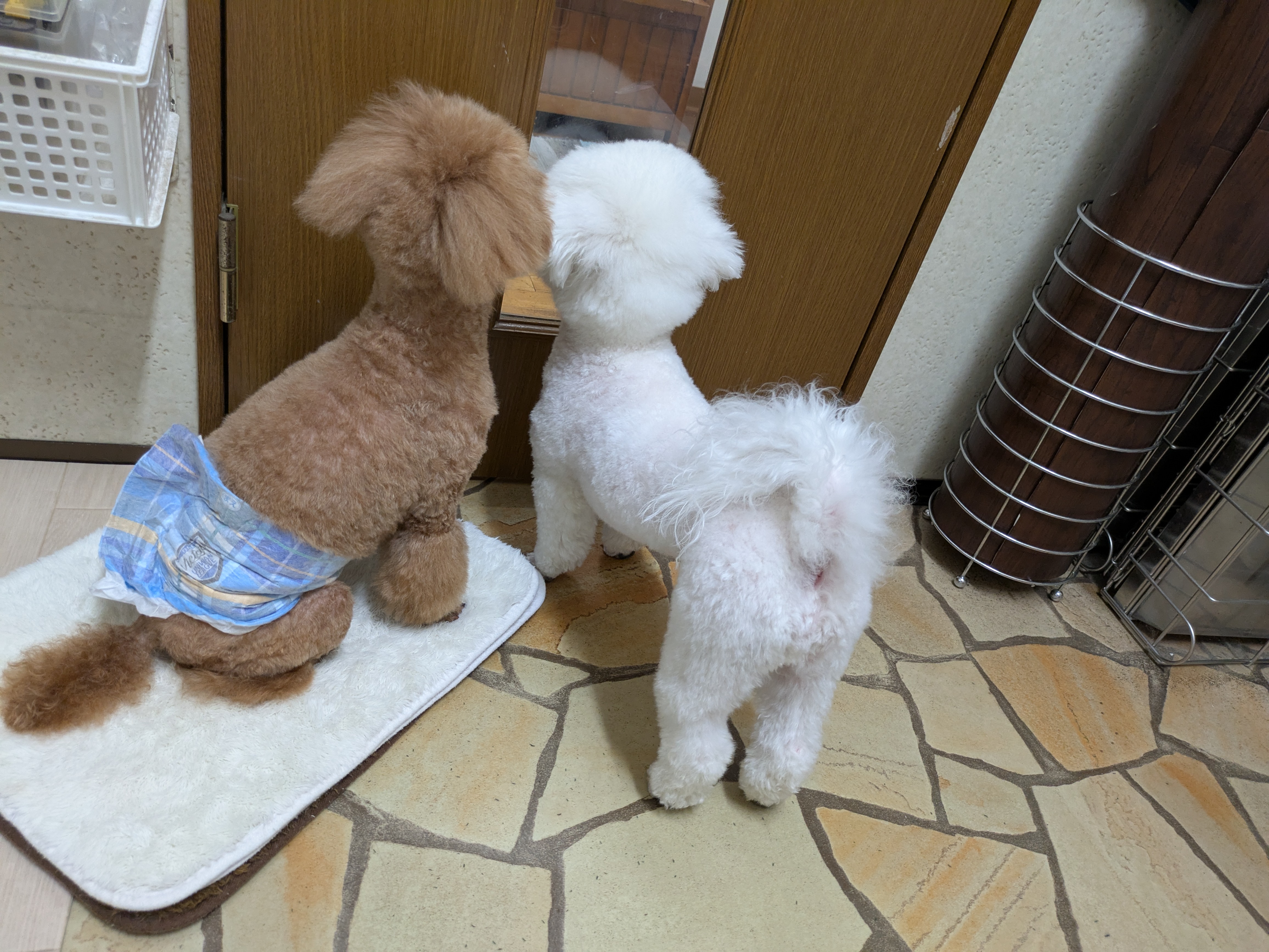 埼玉県吉川市のトリミングサロン ドッグサロン&ホテル CLIPの38枚目