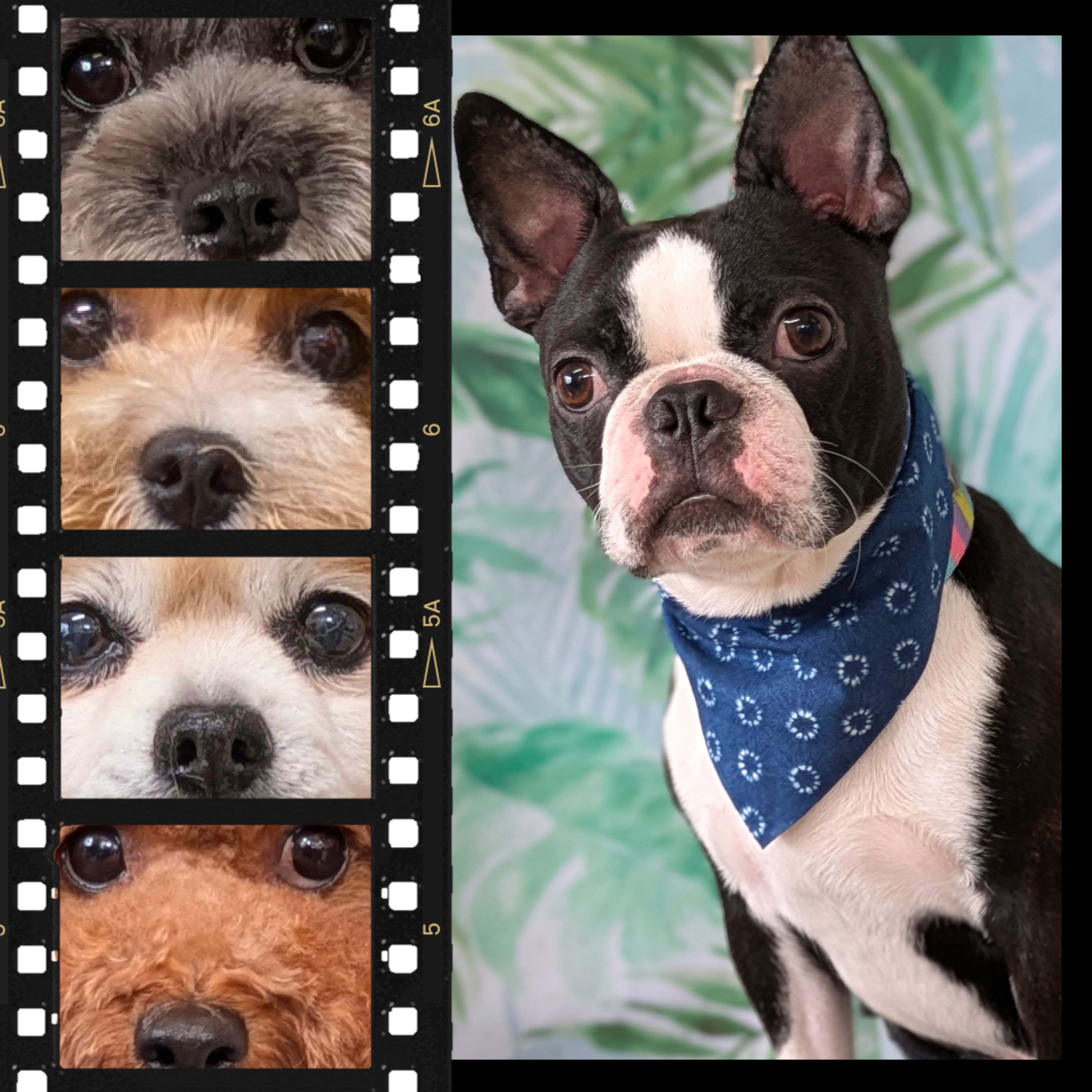 埼玉県吉川市のトリミングサロン ドッグサロン＆ホテル　CLIPの88枚目