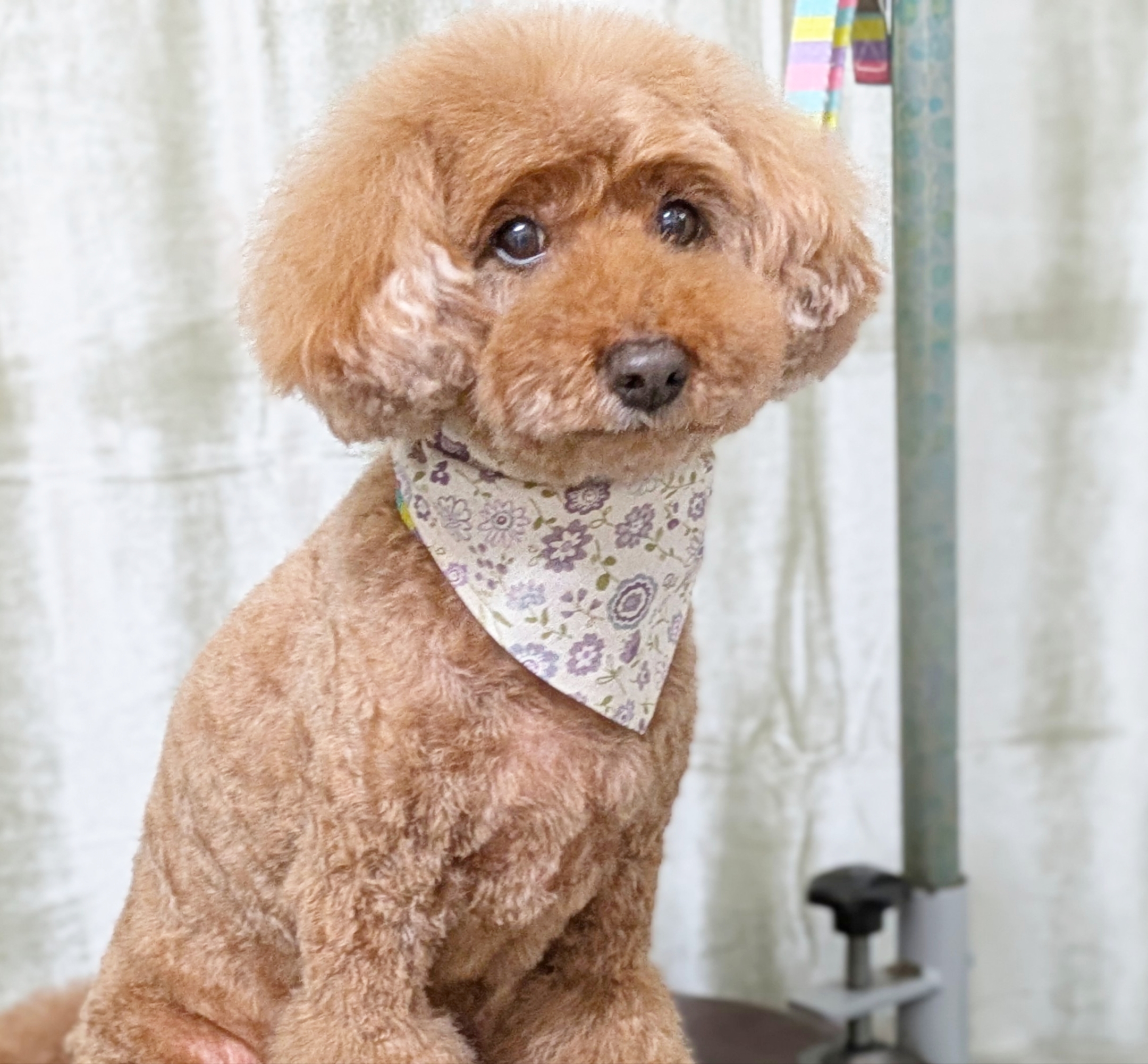 埼玉県吉川市のトリミングサロン ドッグサロン&ホテル CLIPの49枚目