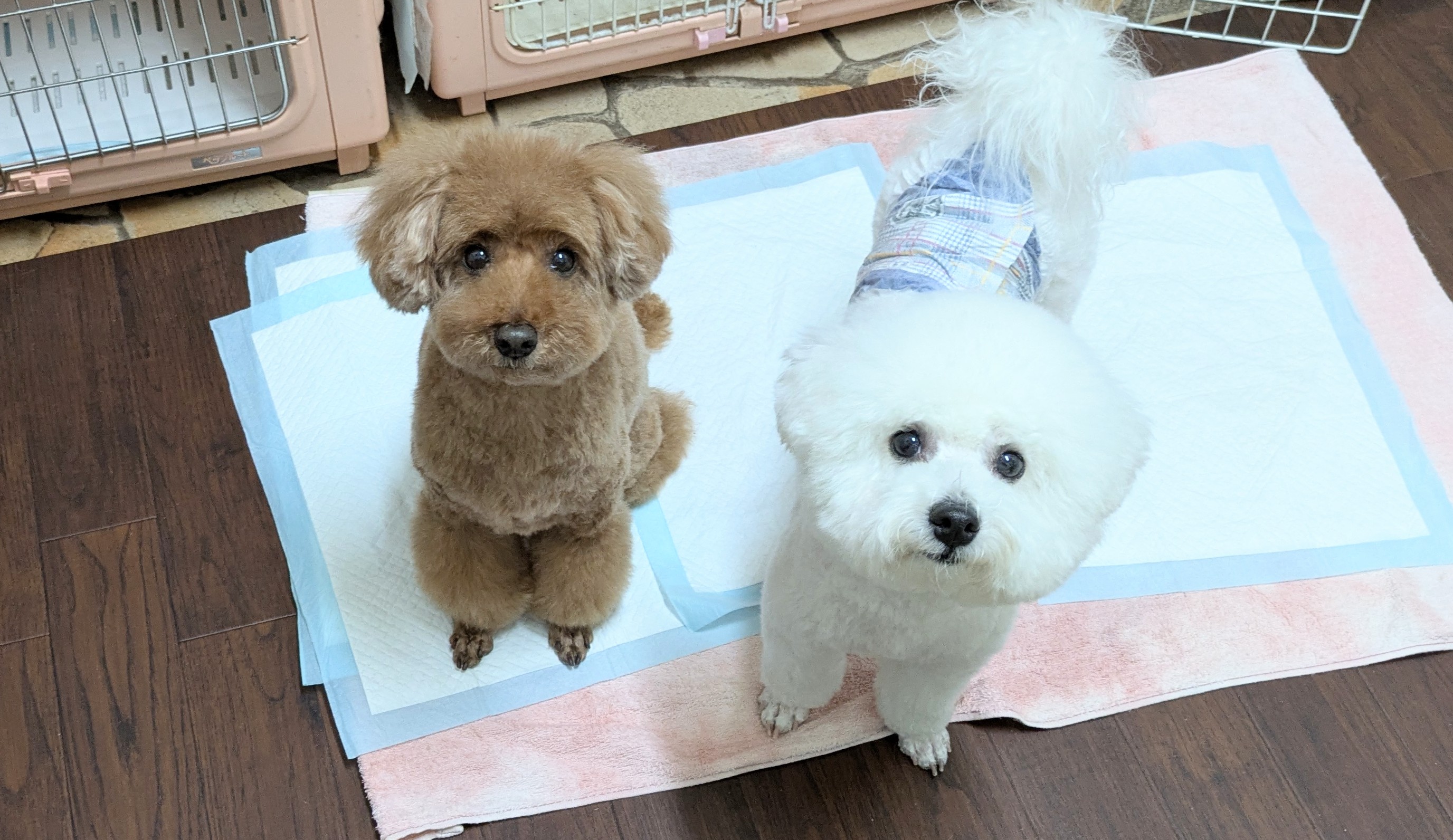 埼玉県吉川市のトリミングサロン ドッグサロン&ホテル CLIPの36枚目