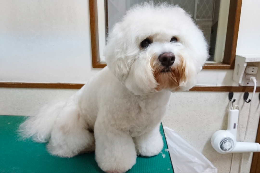 埼玉県吉川市のトリミングサロン ドッグサロン&ホテル CLIPの20枚目