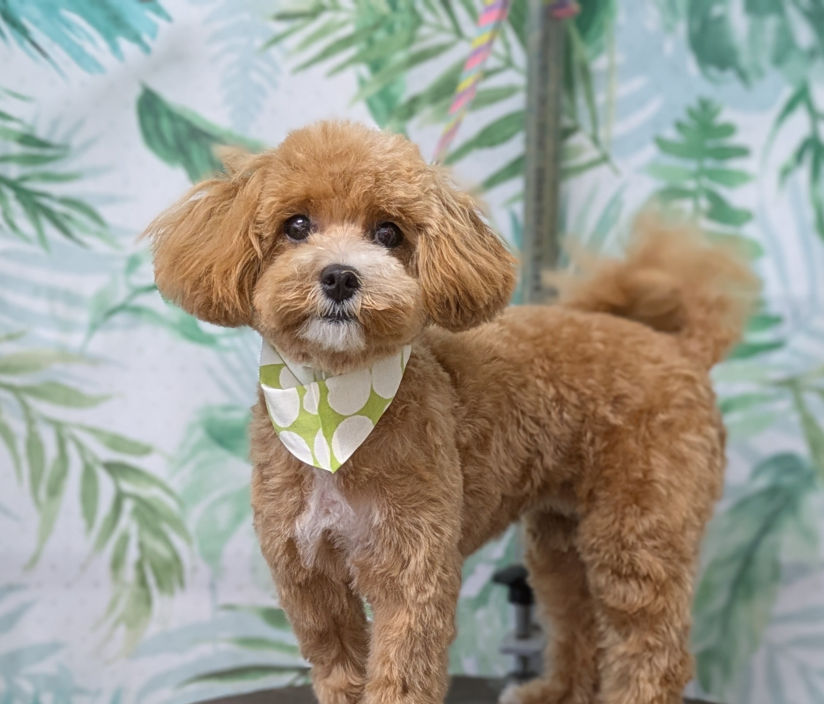 埼玉県吉川市のトリミングサロン ドッグサロン＆ホテル　CLIPの91枚目