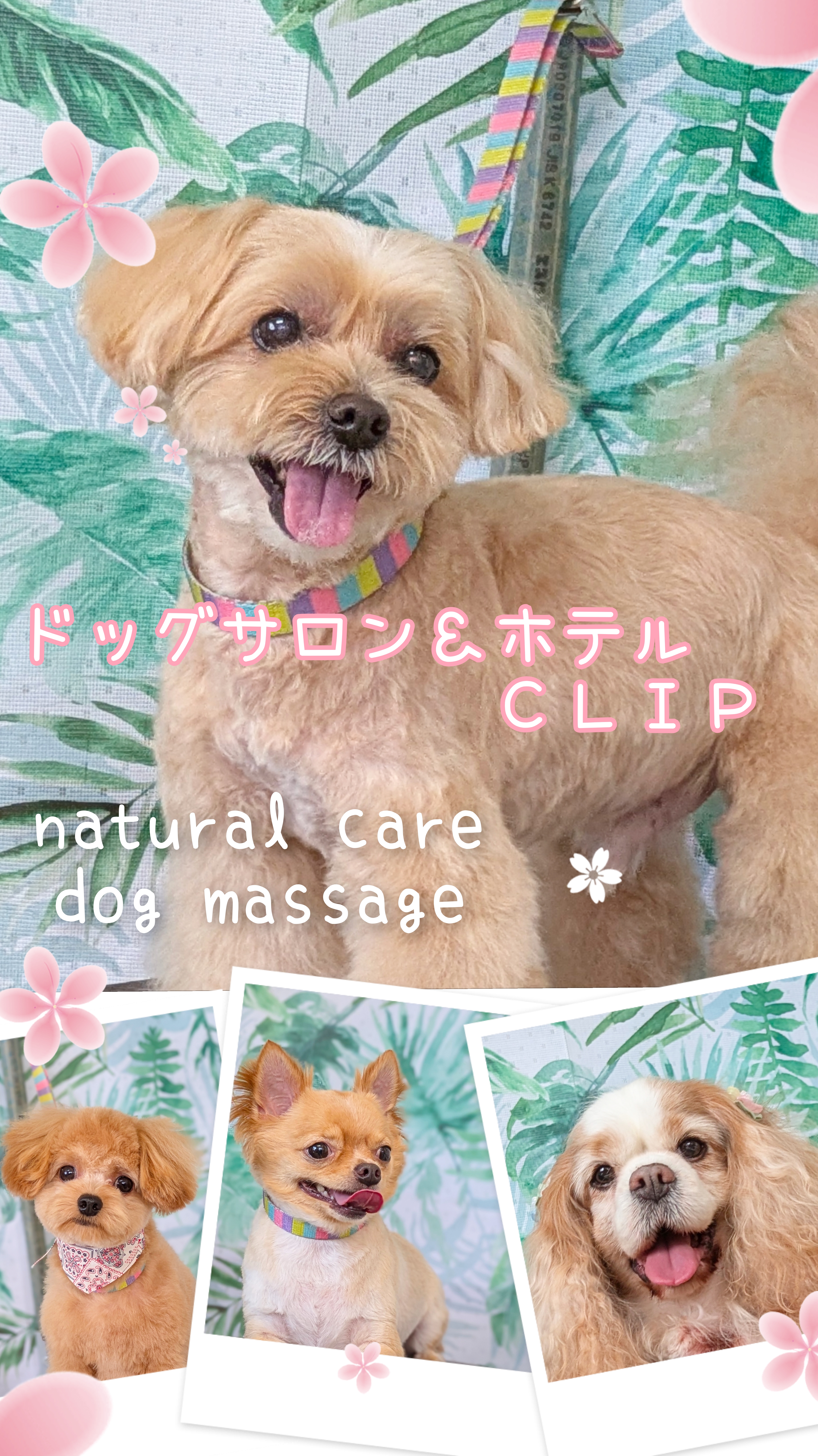 埼玉県吉川市のトリミングサロン ドッグサロン&ホテル CLIPの62枚目