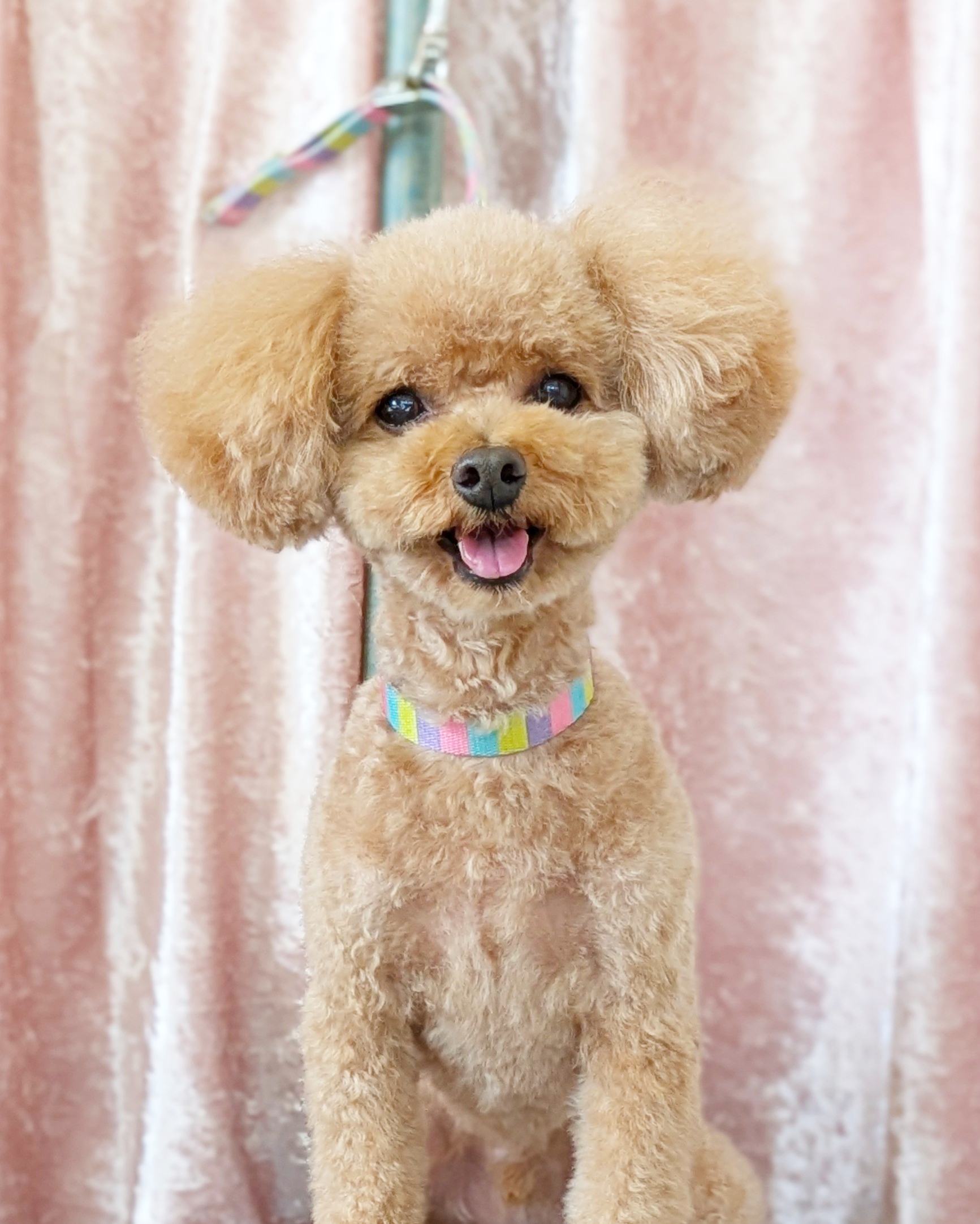 埼玉県吉川市のトリミングサロン ドッグサロン＆ホテル　CLIPの100枚目