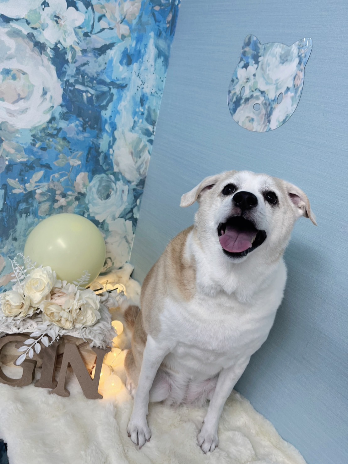 トリミングカット GINペットトリミングサロンの1枚目