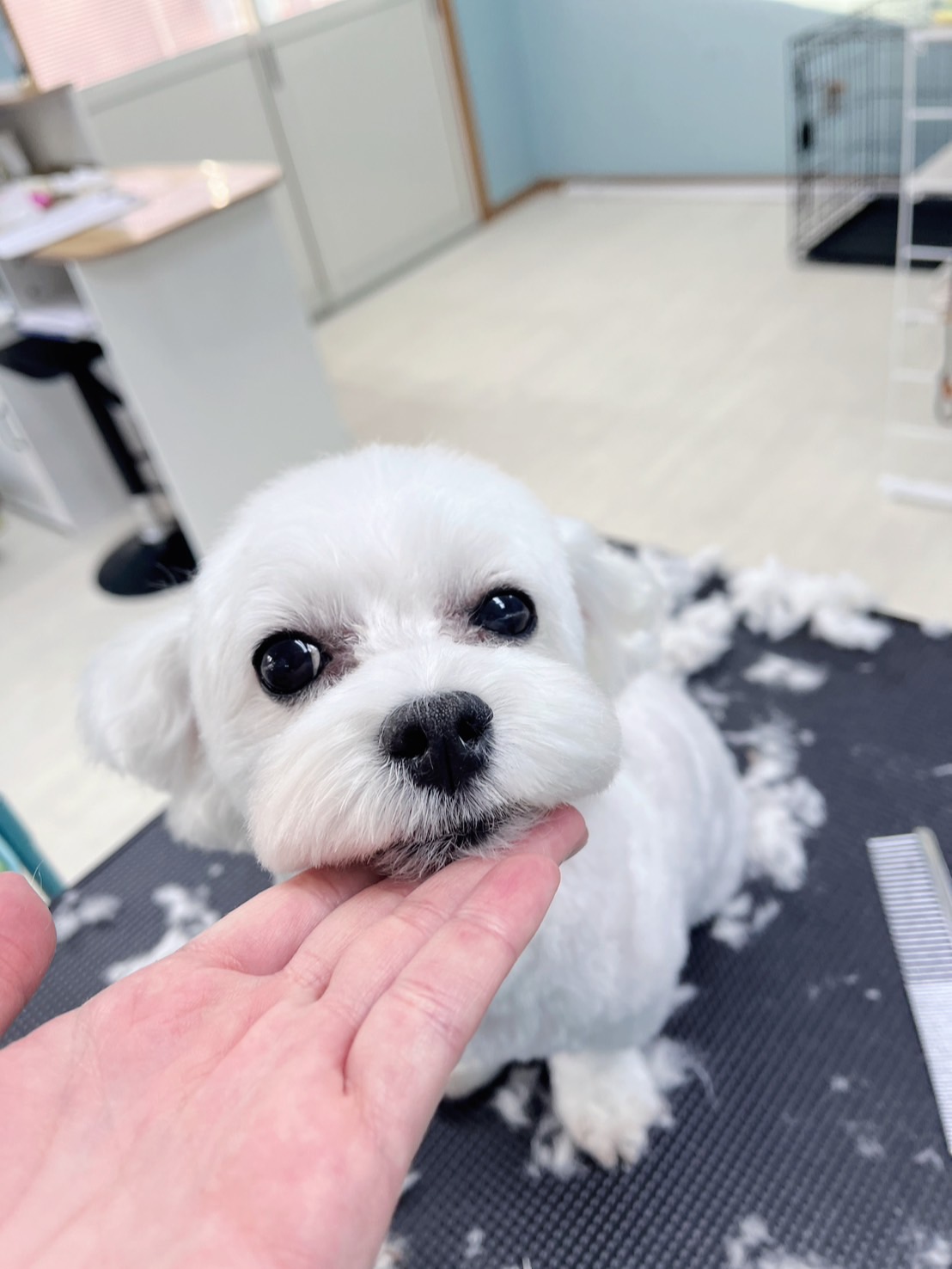 トリミングカット GINペットトリミングサロンの3枚目