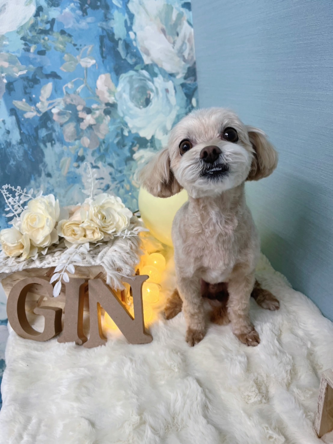 トリミングカット GINペットトリミングサロンの1枚目