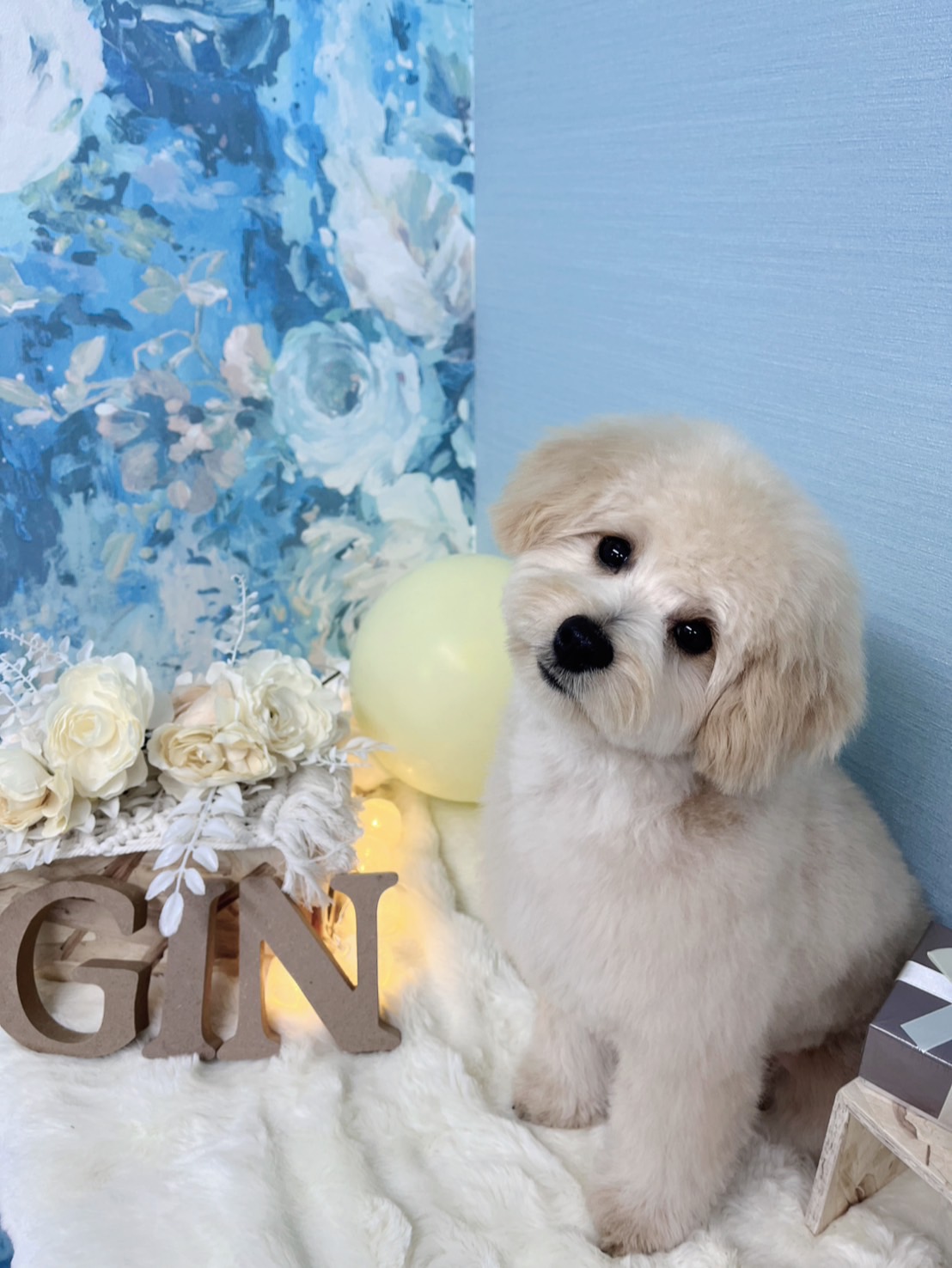 トリミングカット GINペットトリミングサロンの1枚目