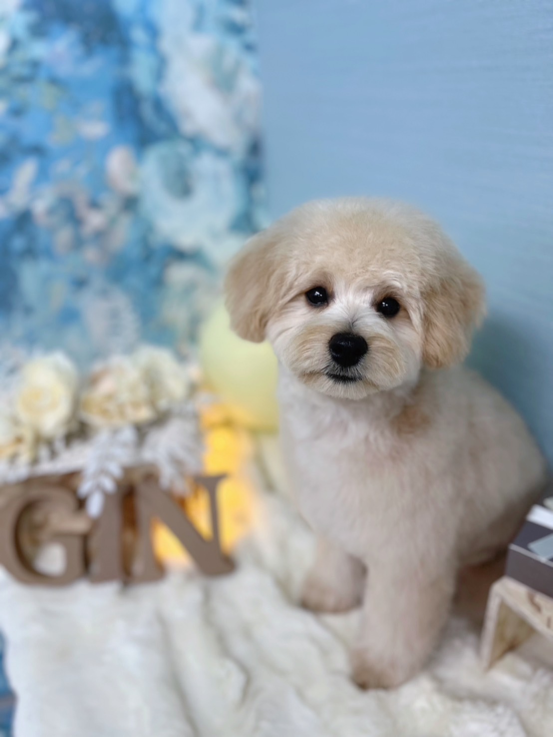 トリミングカット GINペットトリミングサロンの2枚目