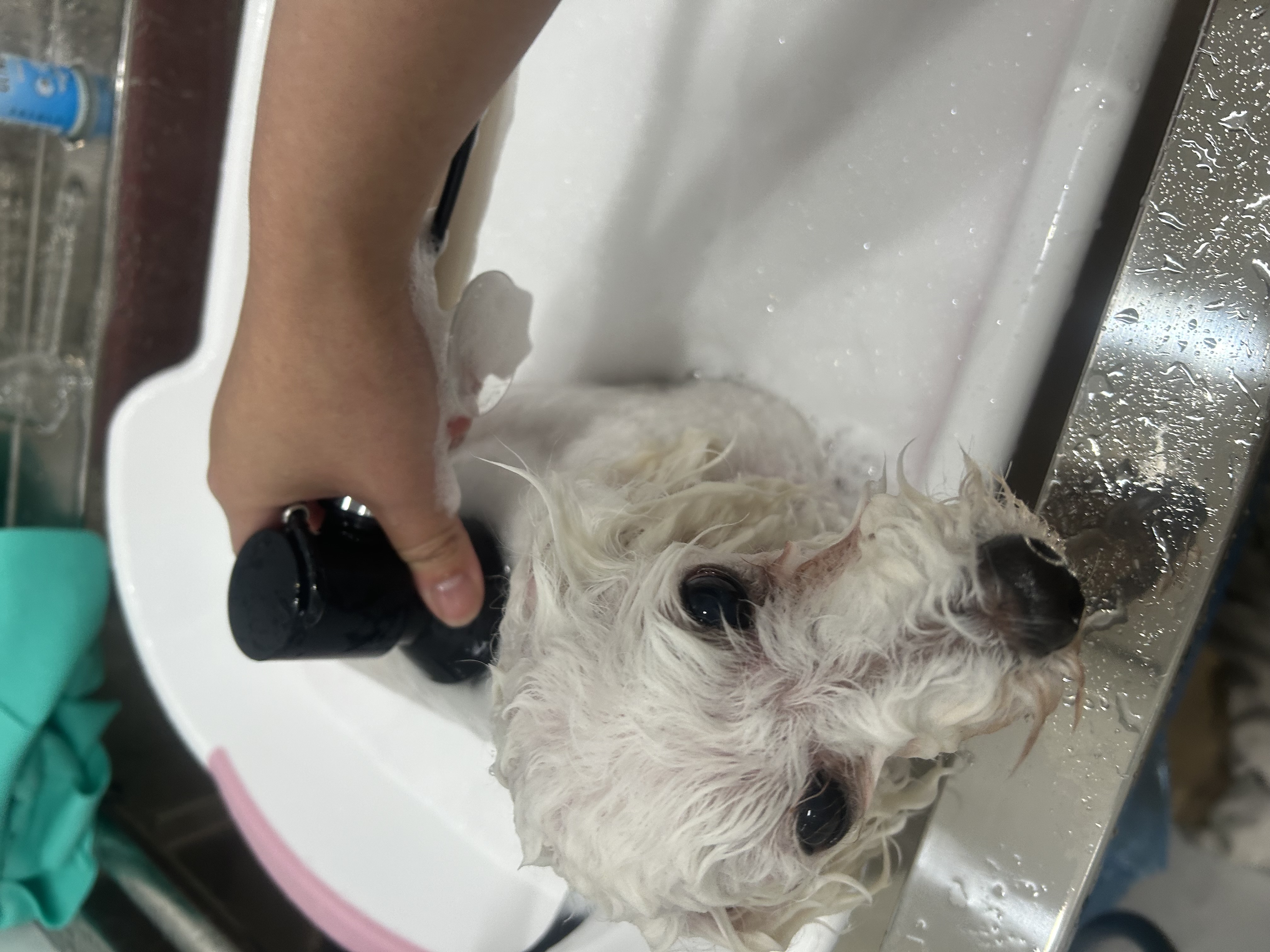 愛媛県新居浜市のトリミングサロン pet salon  azuの3枚目
