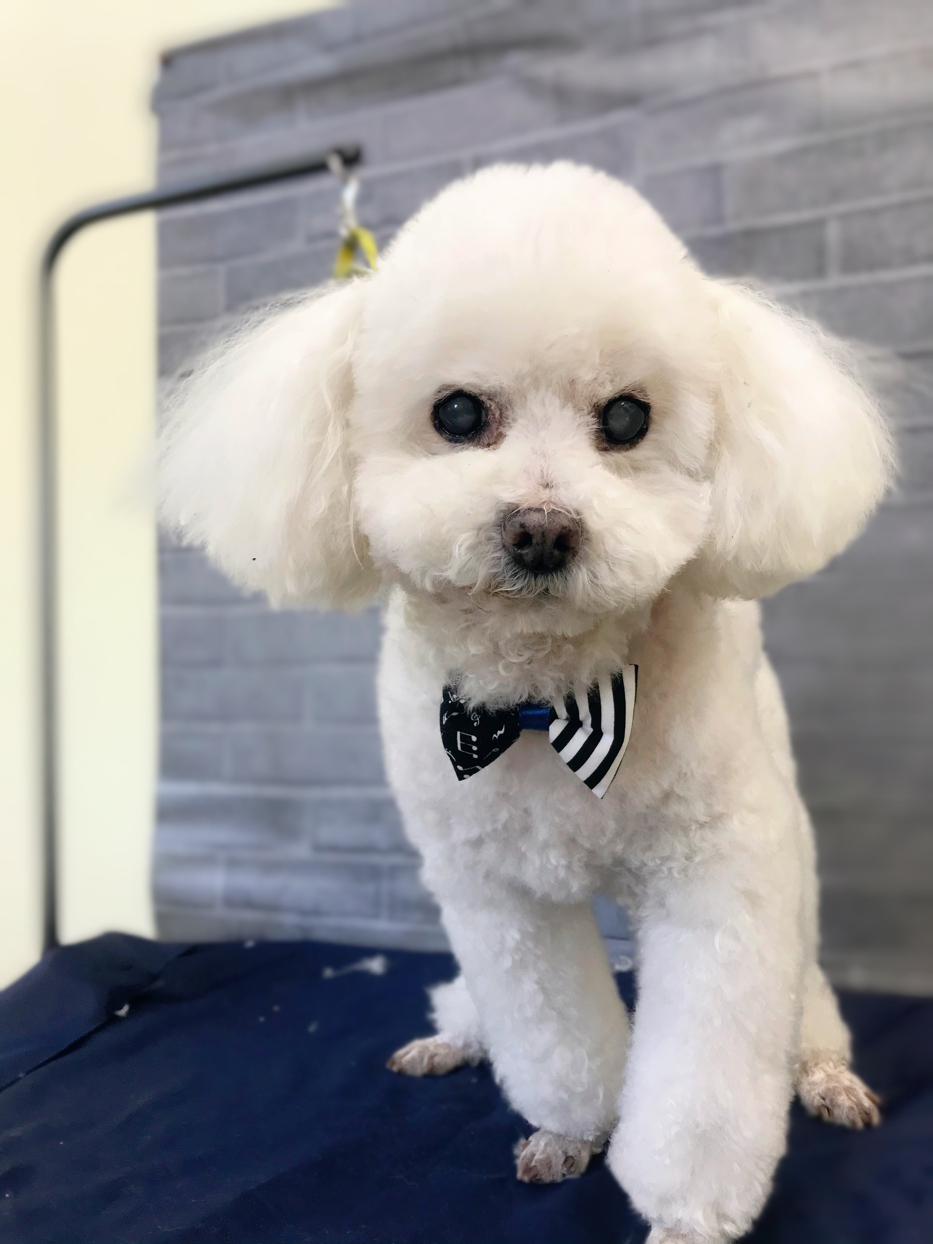 神奈川県茅ヶ崎市のトリミングサロン alwaysdogのサムネイル2枚目