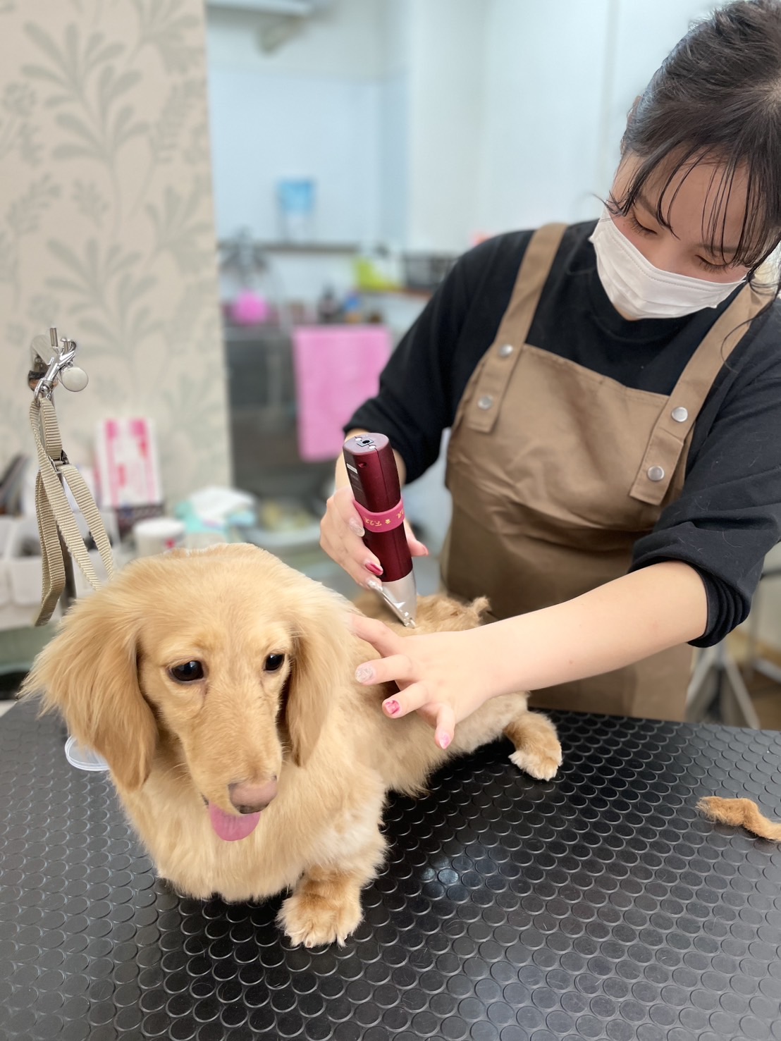 長野県松本市のトリミングサロン アイズドッグ松本店(I’s Dog松本店)の3枚目