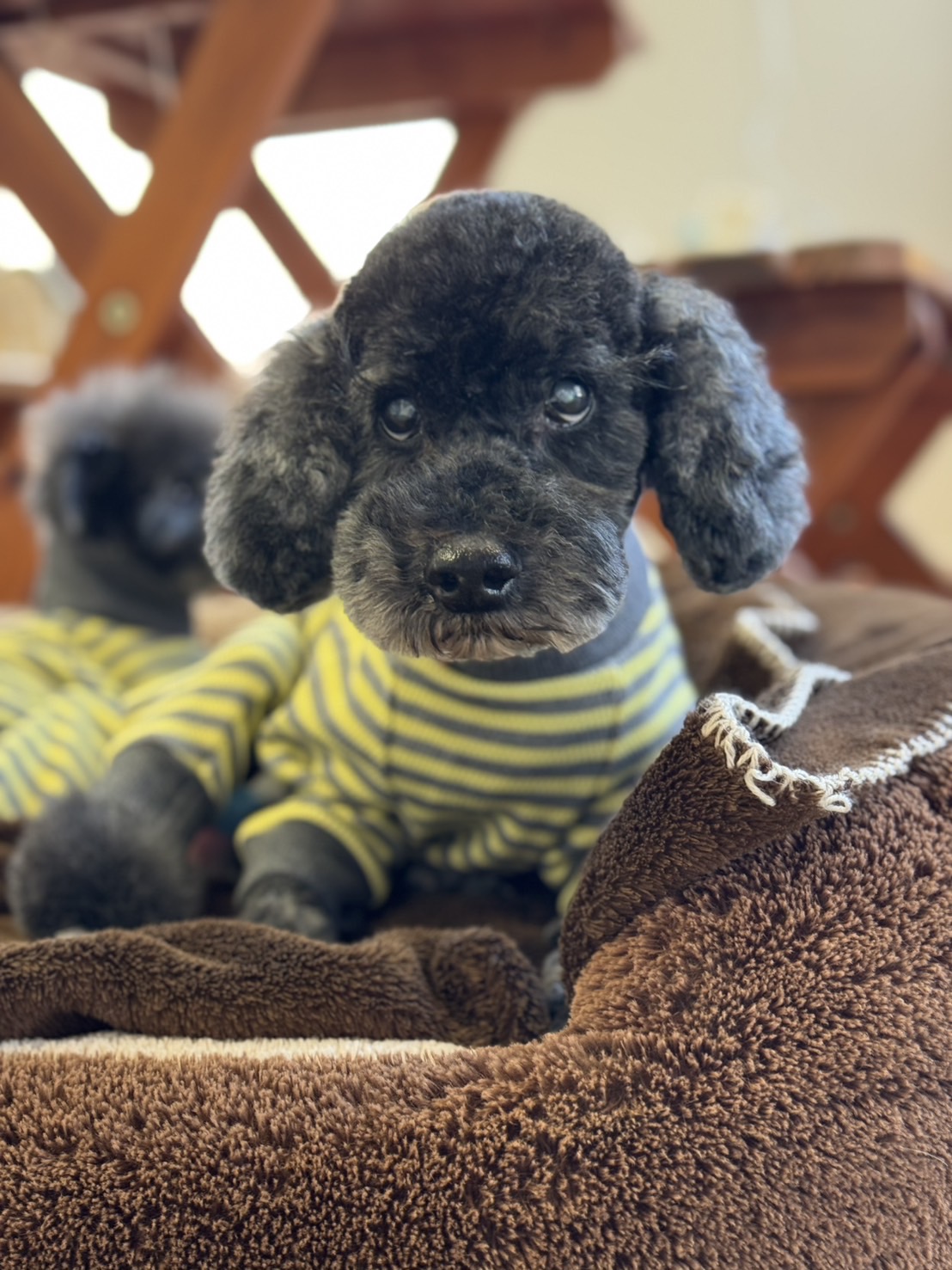 東京都板橋区のトリミングサロン 犬の湯ハチの4枚目
