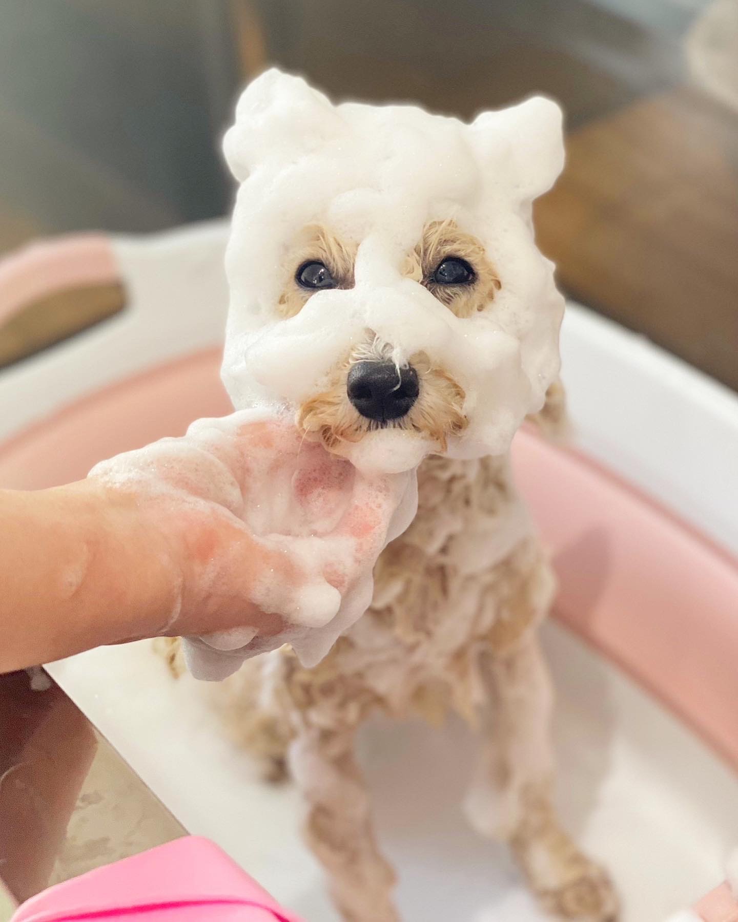 大阪府大阪市城東区のトリミングサロン 犬の総合施設BLISS total dog salon蒲生四丁目店のサムネイル2枚目