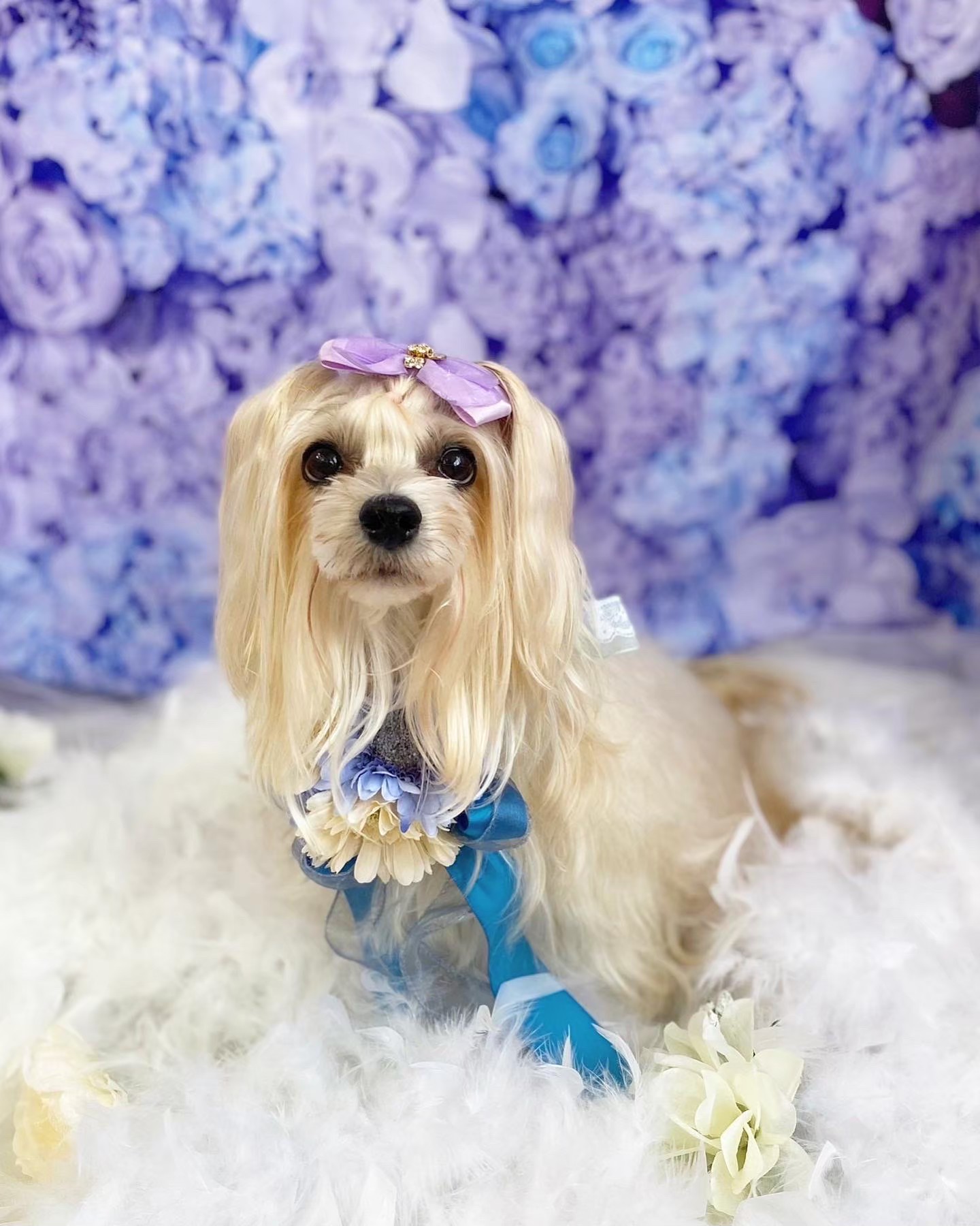 大阪府大阪市城東区のトリミングサロン 犬の総合施設BLISS total dog salon蒲生四丁目店のサムネイル1枚目