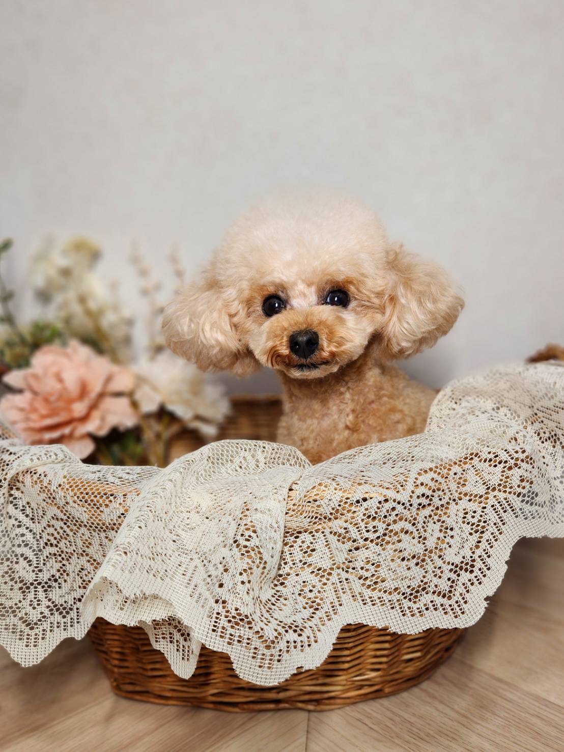 静岡県焼津市のトリミングサロン trimming salon Cuteのサムネイル1枚目