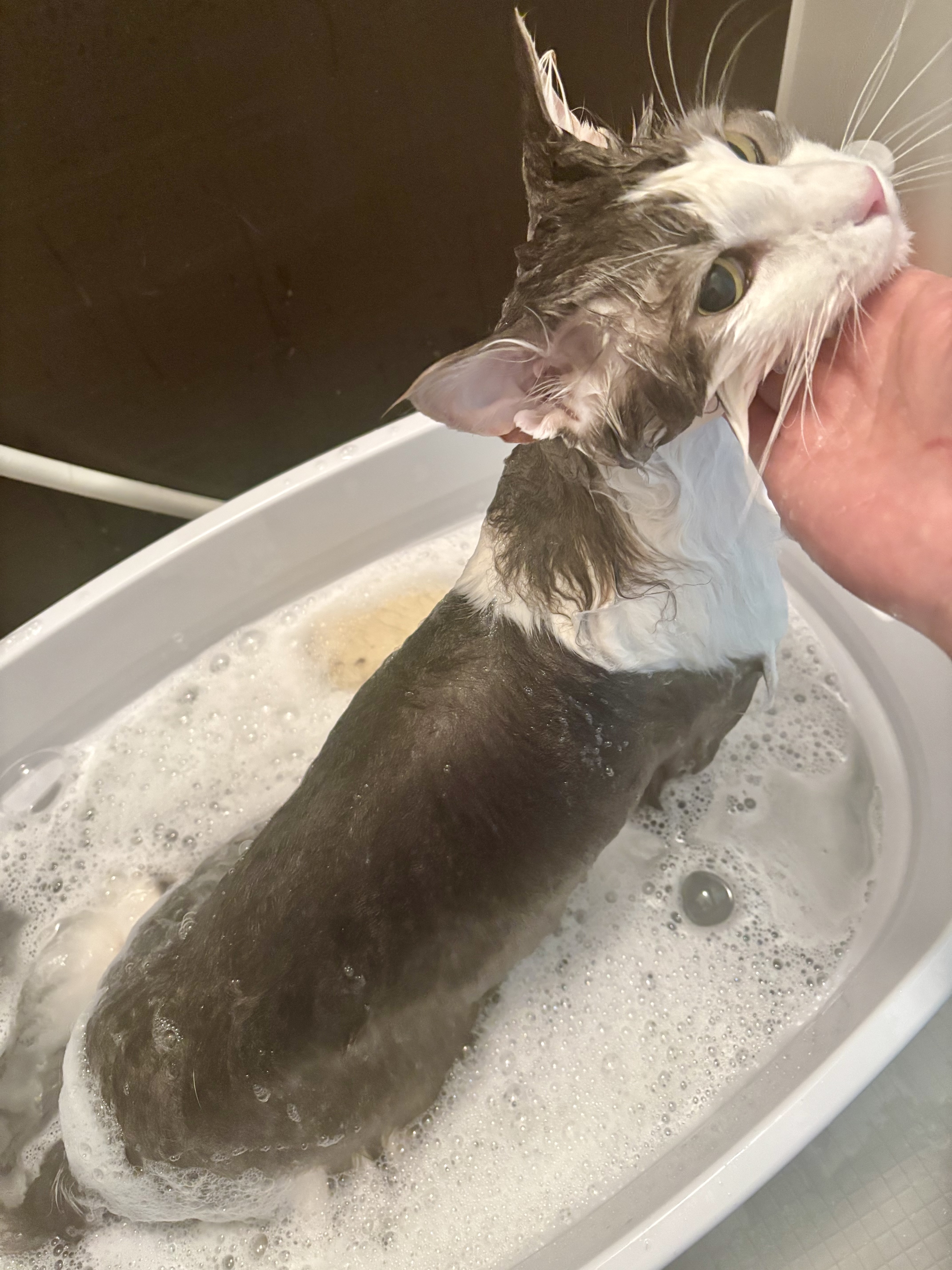 東京都江東区のトリミングサロン 猫専門サロン Love Nyaのサムネイル2枚目