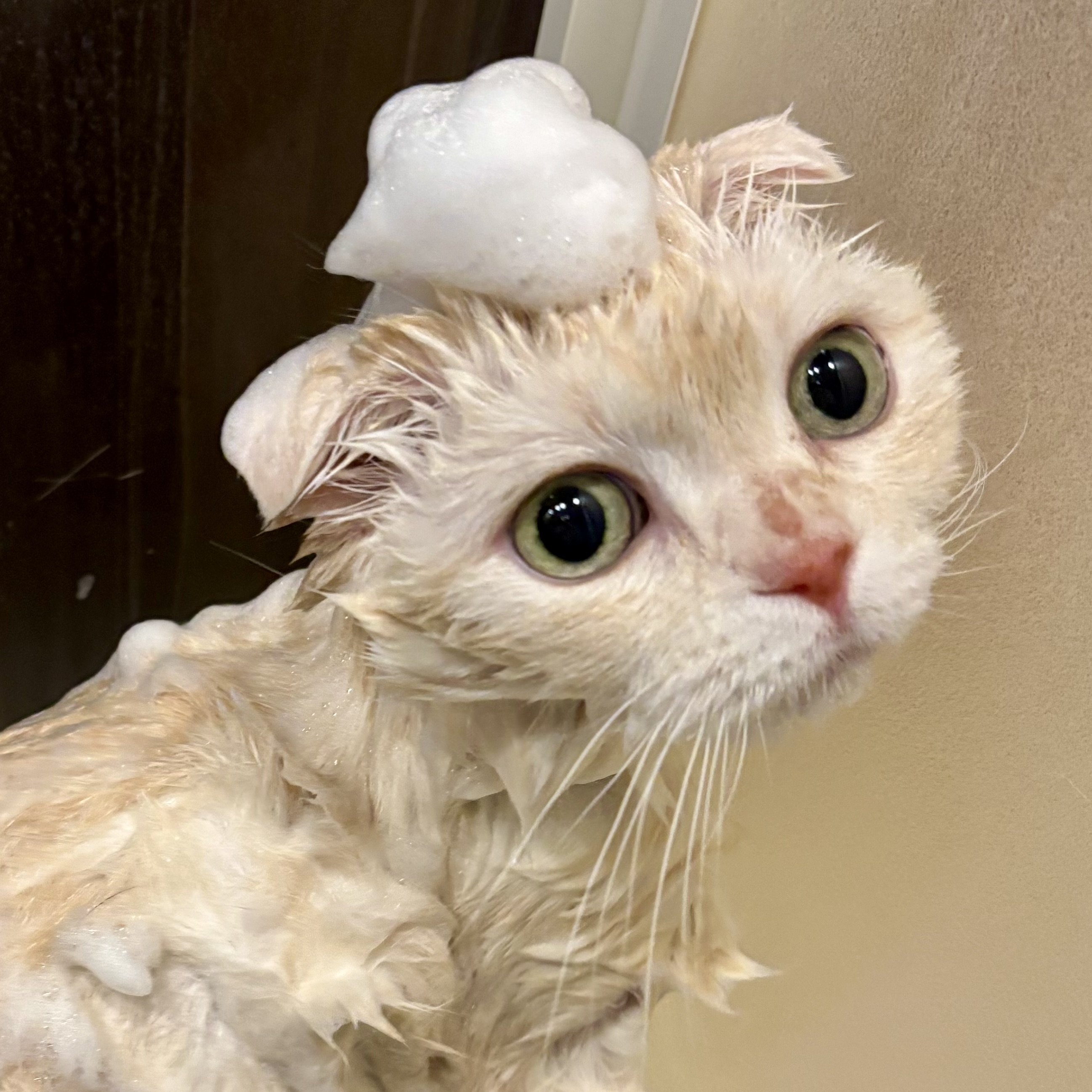 東京都江東区のトリミングサロン 猫専門サロン Love Nyaの3枚目