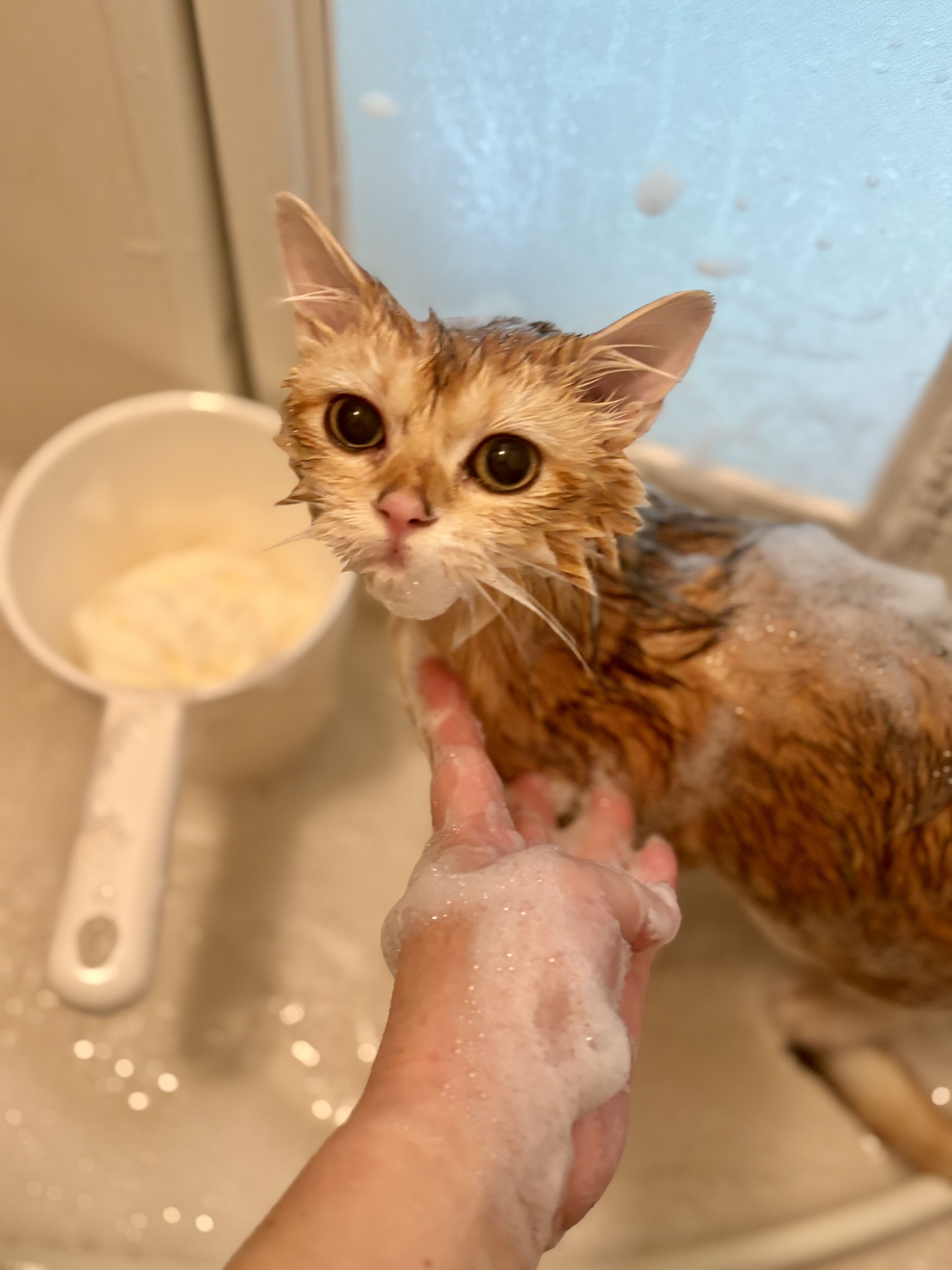 東京都江東区のトリミングサロン 猫専門サロン Love Nyaのサムネイル1枚目