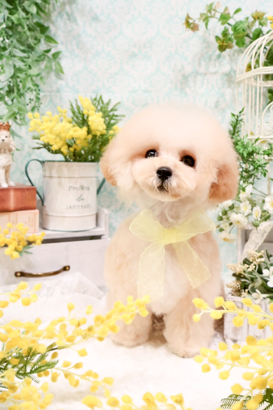 東京都渋谷区のトリミングサロン dogsalon Reveの10枚目
