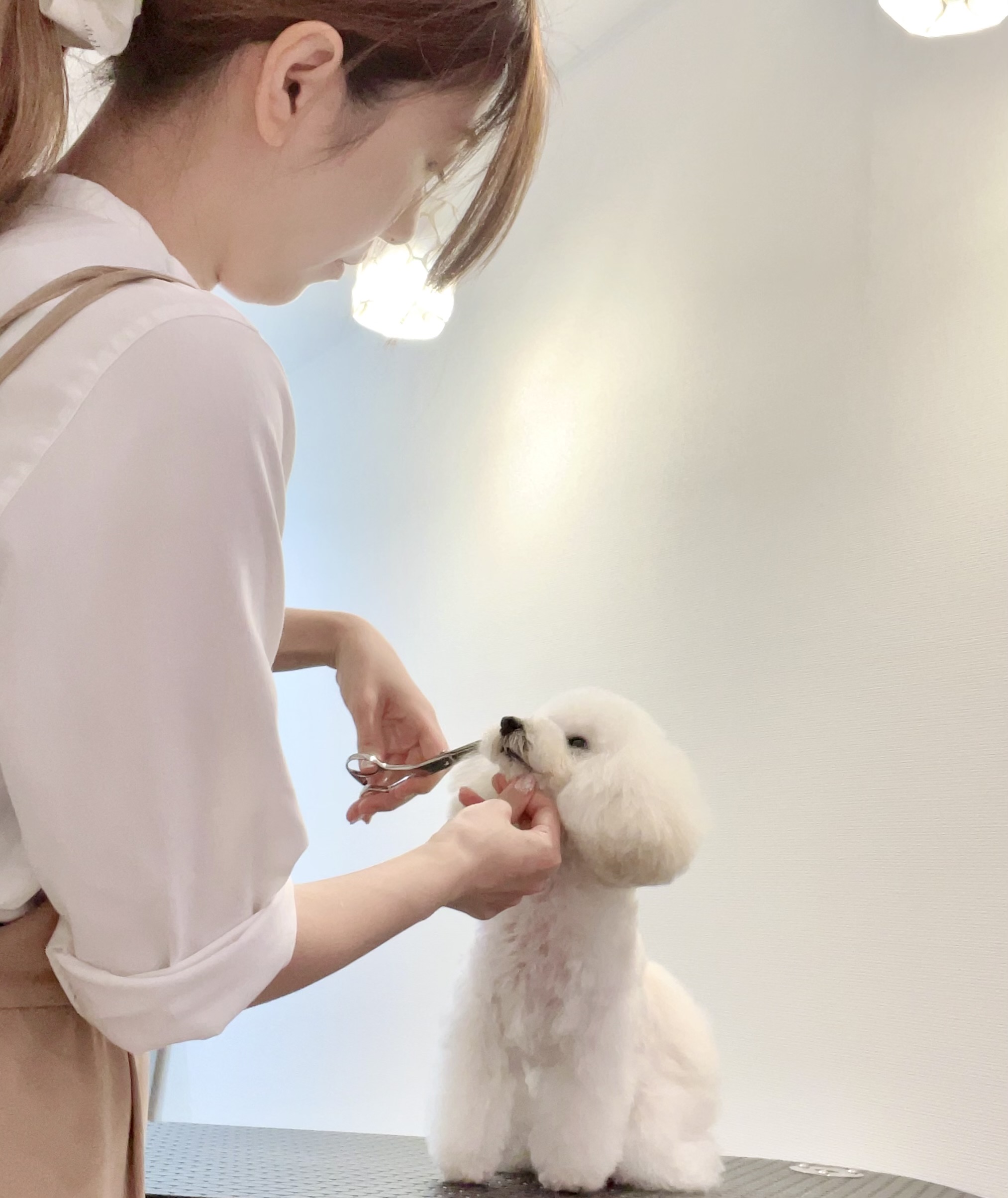 東京都渋谷区のトリミングサロン dogsalon Reveの5枚目