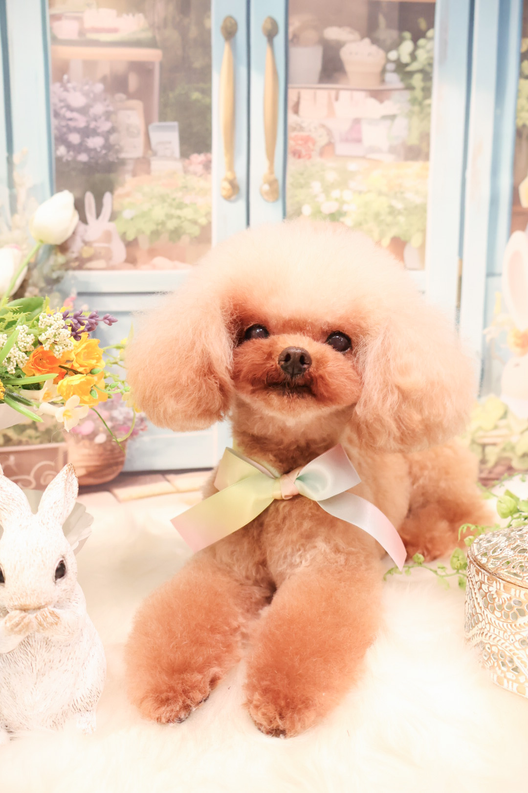 東京都渋谷区のトリミングサロン dogsalon Reveの7枚目