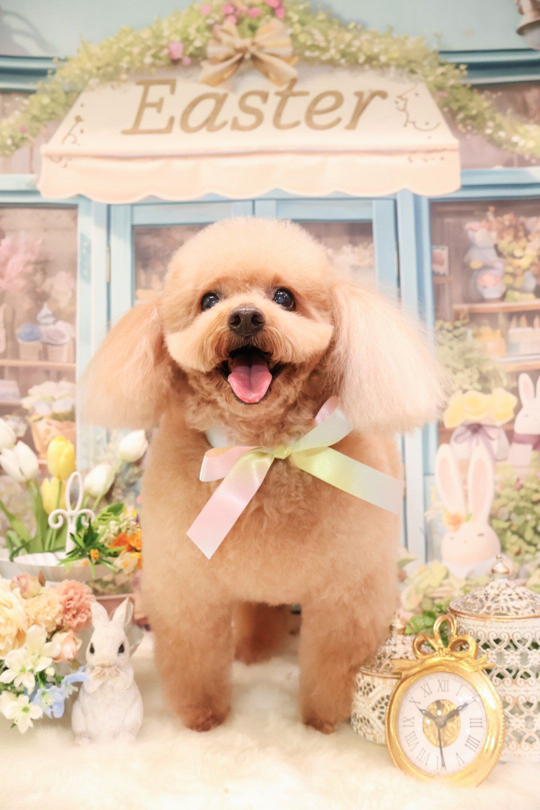 東京都渋谷区のトリミングサロン dogsalon Reveの9枚目