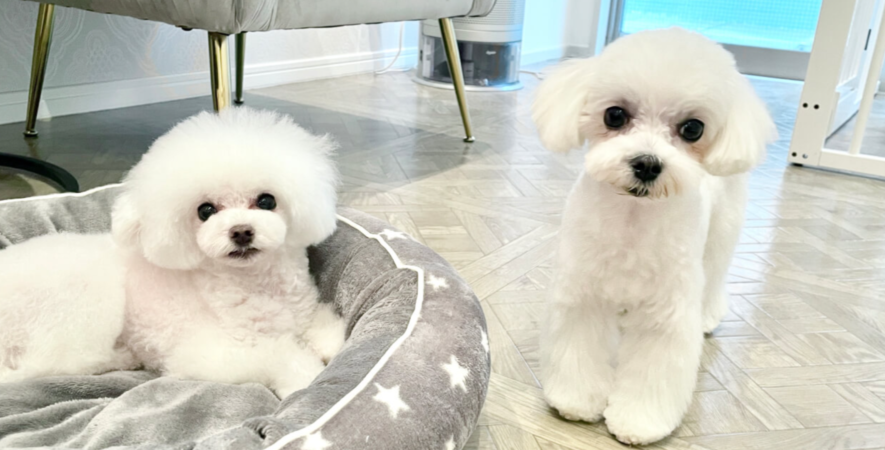 東京都渋谷区のトリミングサロン dogsalon Reveの3枚目