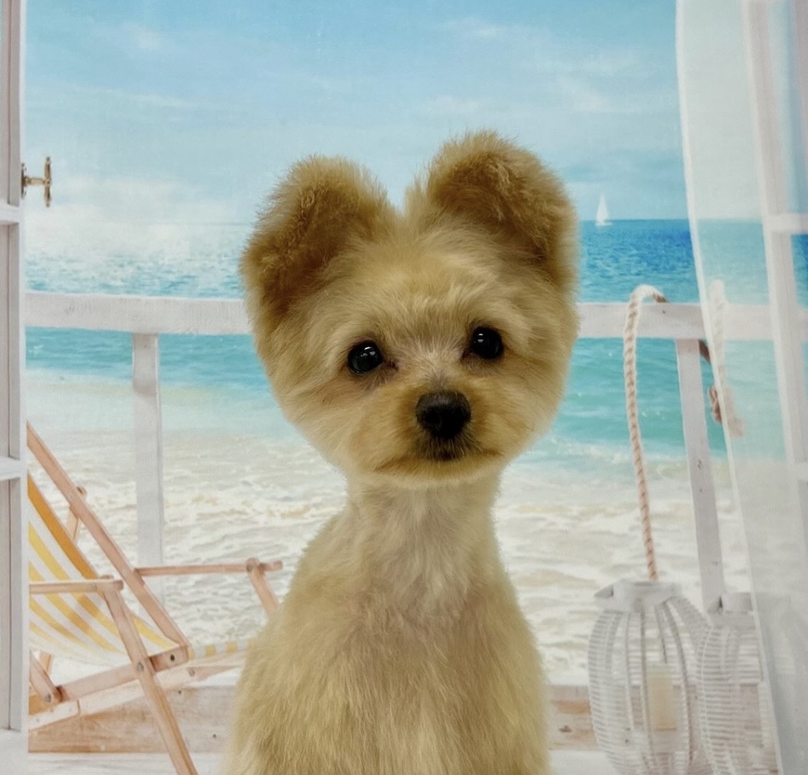 ミックス犬(その他)のトリミングカット ドッグサロンmomoの2枚目