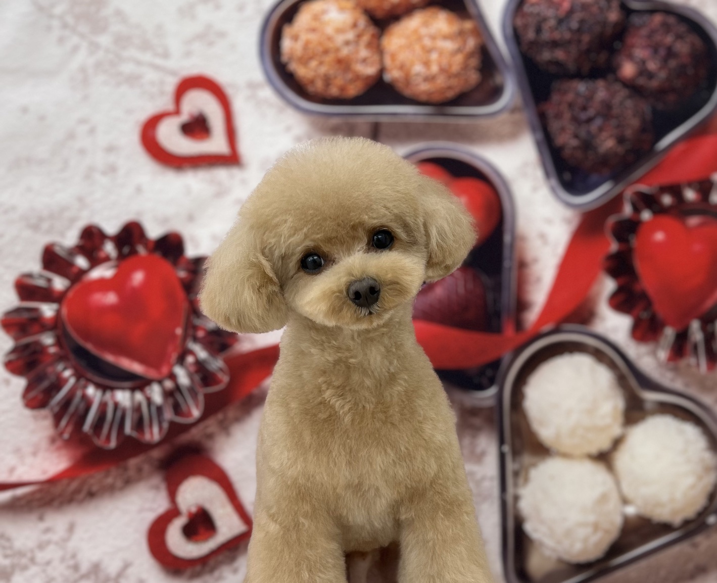 ミックス犬(その他)のトリミングカット ドッグサロンmomoの3枚目