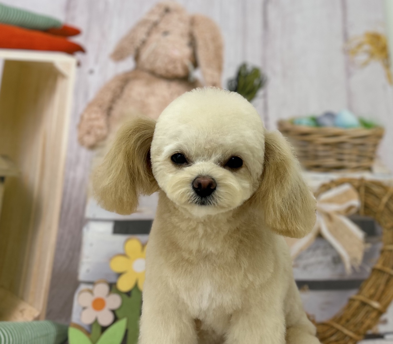 ミックス犬(その他)のトリミングカット ドッグサロンmomoの4枚目