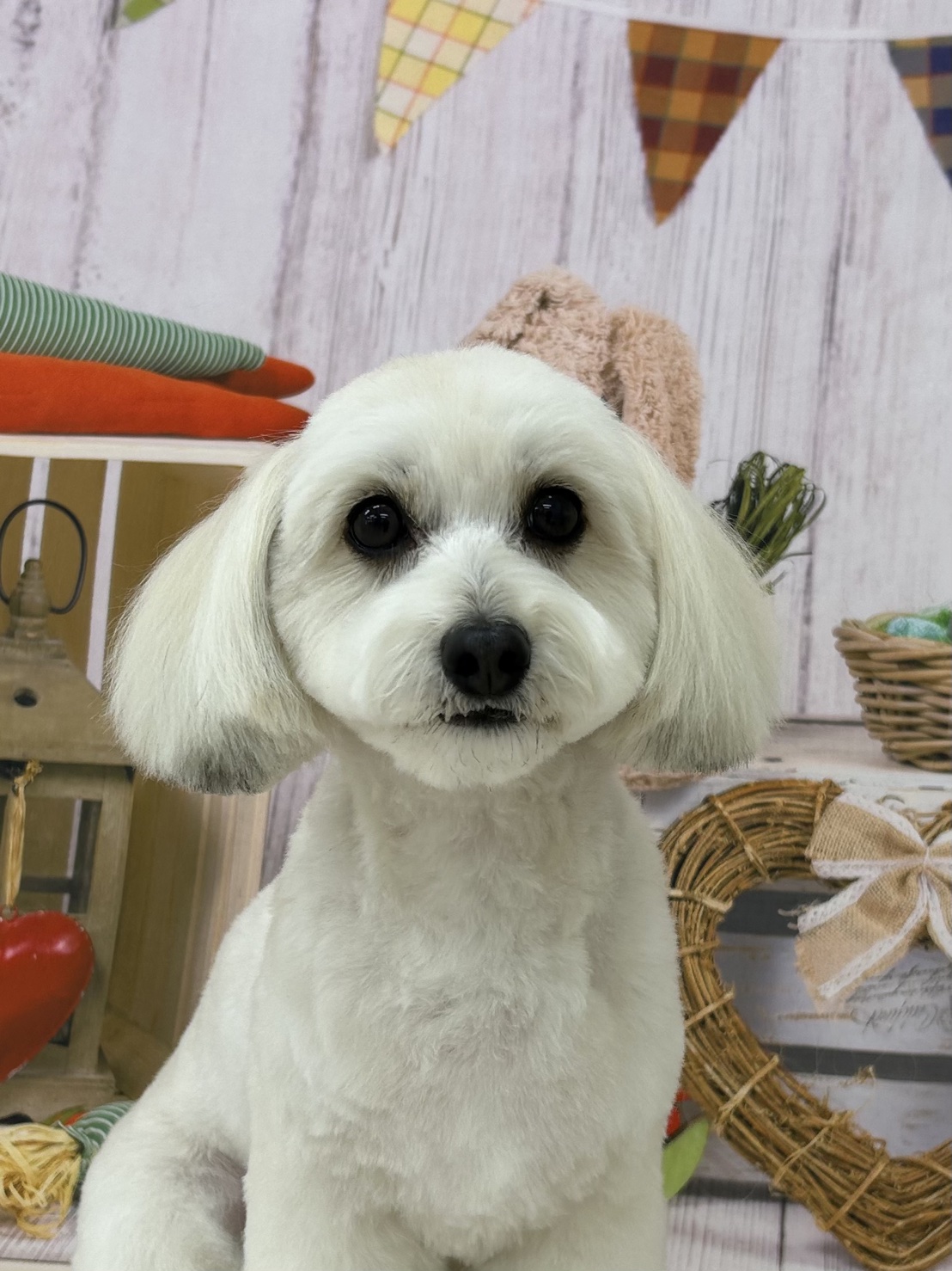 ミックス犬(その他)のトリミングカット ドッグサロンmomoの5枚目