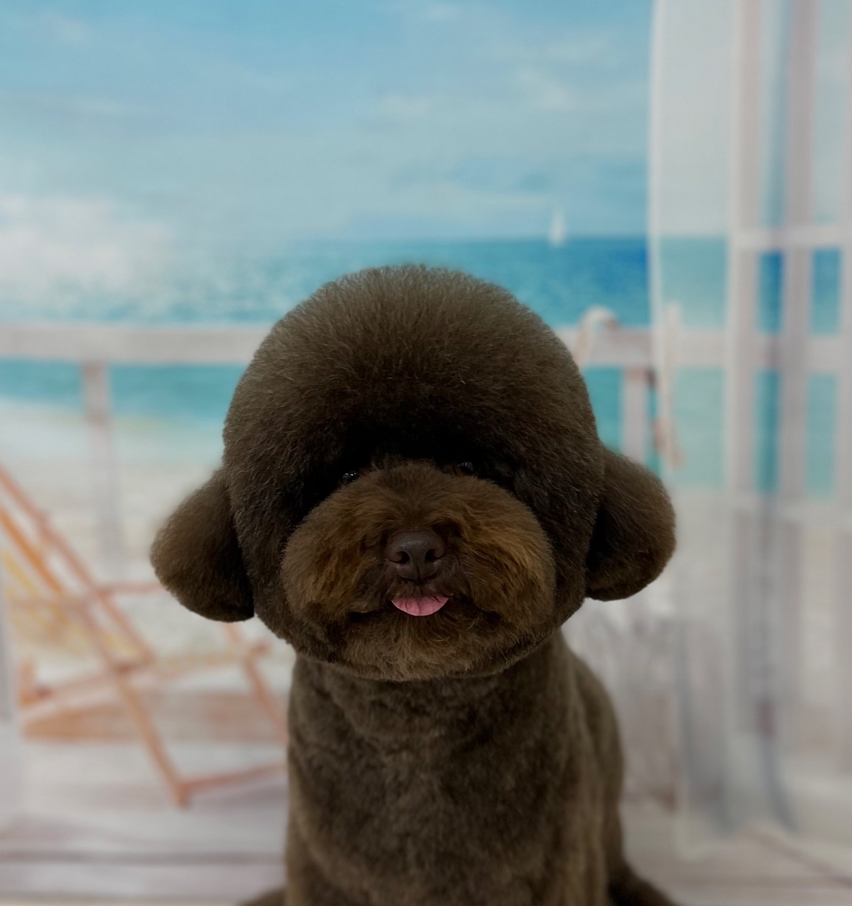 トイプードルのトリミングカット ドッグサロンmomoの1枚目