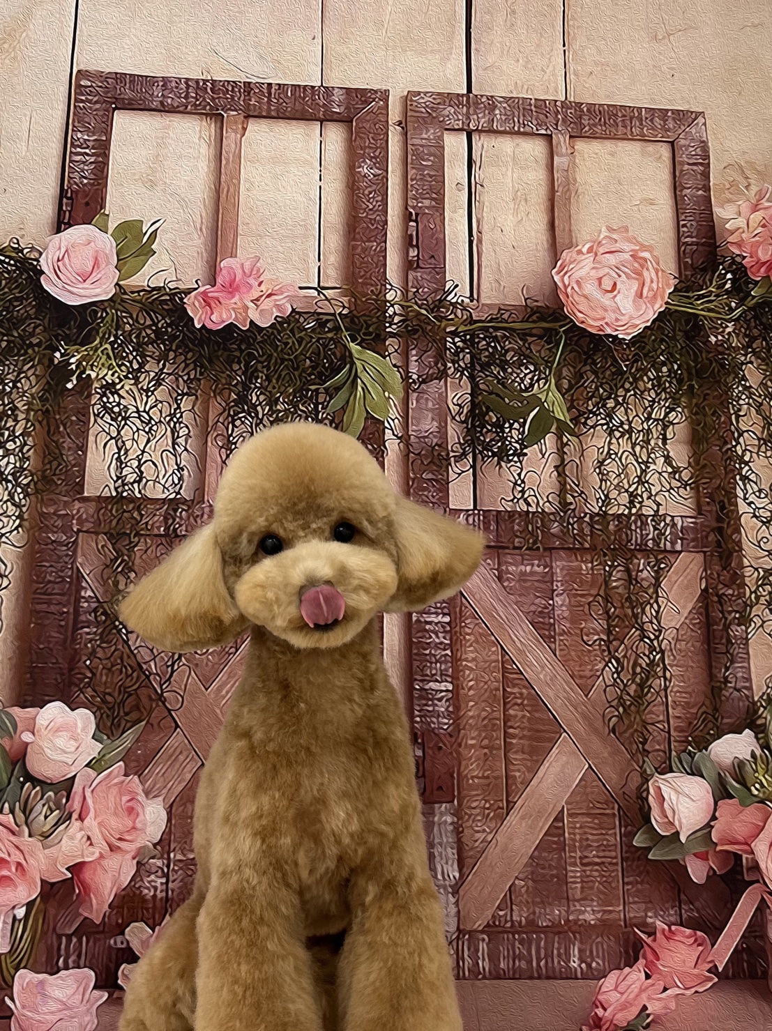 トイプードルのトリミングカット ドッグサロンmomoの3枚目
