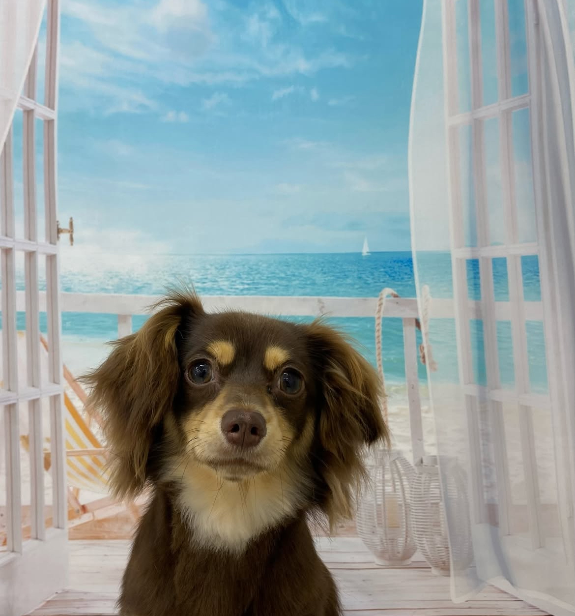 ミックス犬(その他)のトリミングカット ドッグサロンmomoの1枚目