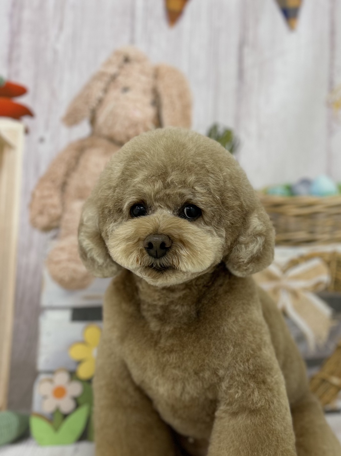 トイプードルのトリミングカット ドッグサロンmomoの4枚目