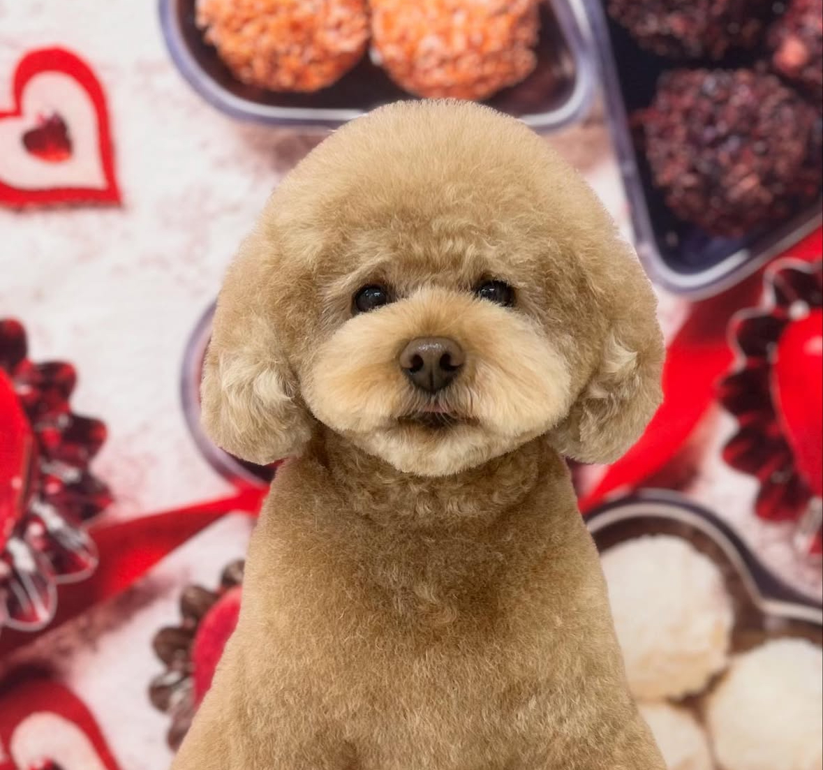 ⭐︎飼い主様のご要望に加えて、その子にあったスタイルを⭐︎