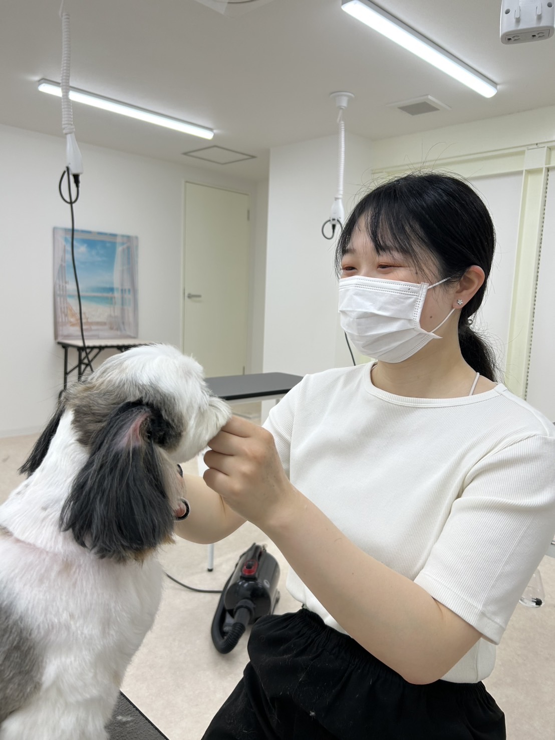 トリミングサロン ドッグサロンmomoのトリマー 井谷 日菜