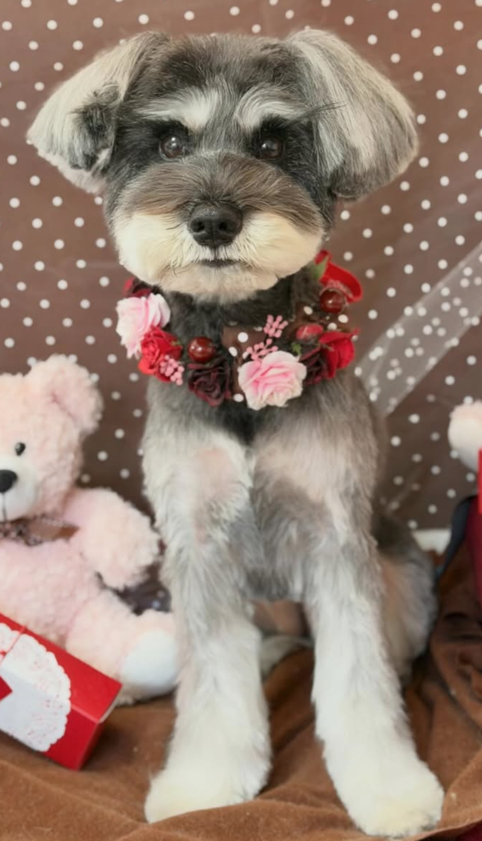 ミニチュアシュナウザーのトリミングカット dogsalon chez moiの1枚目