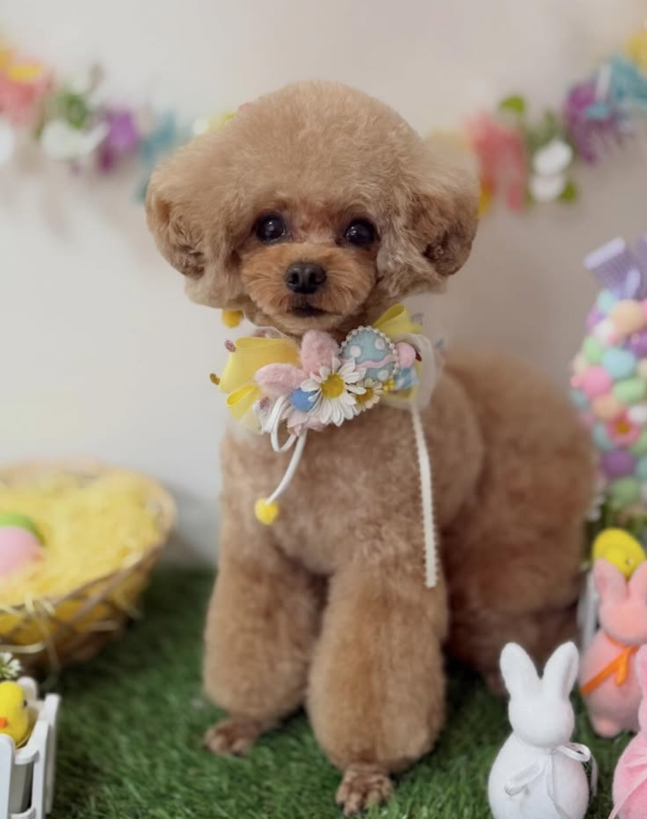 トイプードルのトリミングカット dogsalon chez moiの1枚目