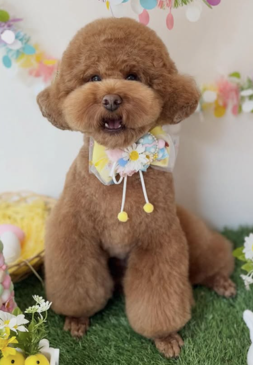 トイプードルのトリミングカット dogsalon chez moiの1枚目