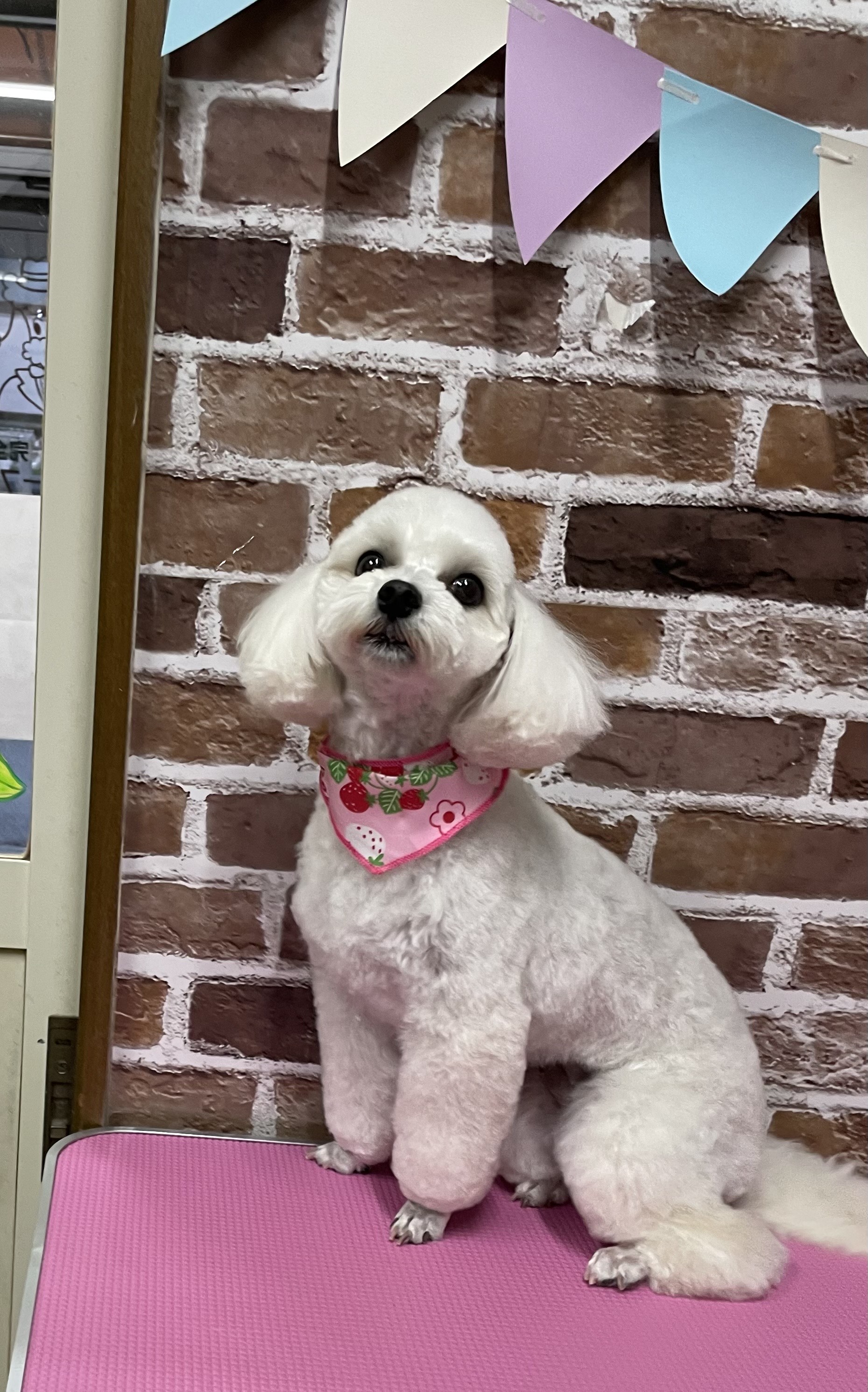 大阪府大東市のトリミングサロン GROOMING HOUSE ポピンズのサムネイル2枚目
